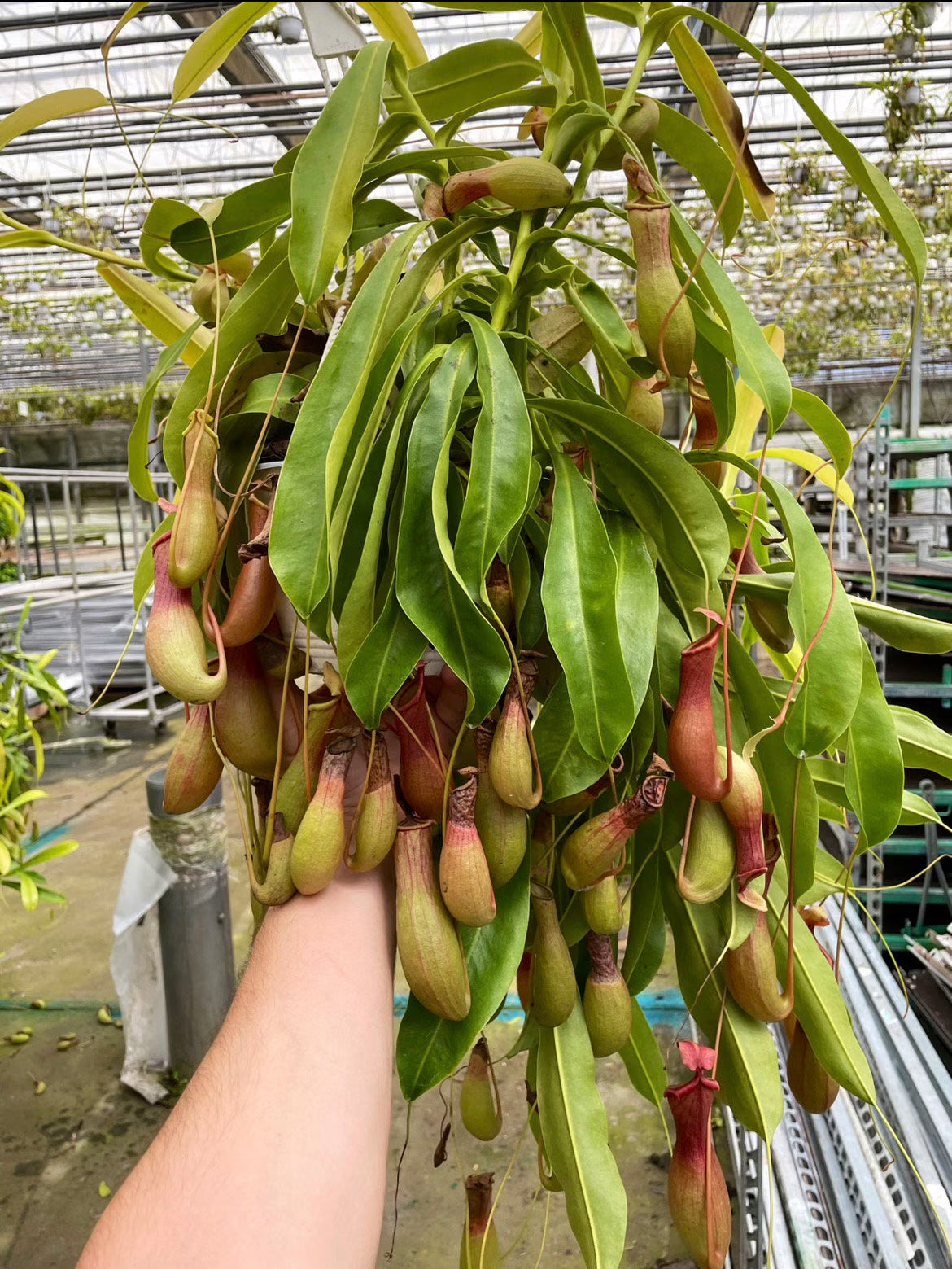 XXL Alata Pitcher Plant - Carnivorous Hanging Plant in 6'' Pot