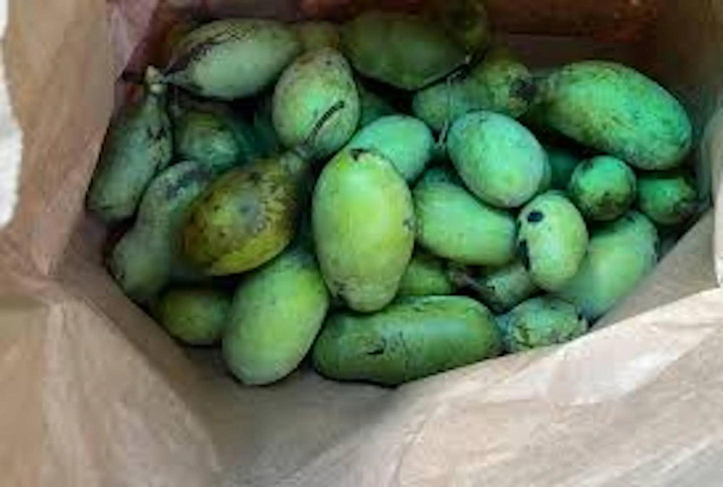 10 PawPaw Tree Seeds Asimina triloba Native American Fruit Tree Organic Heirloom Stratified