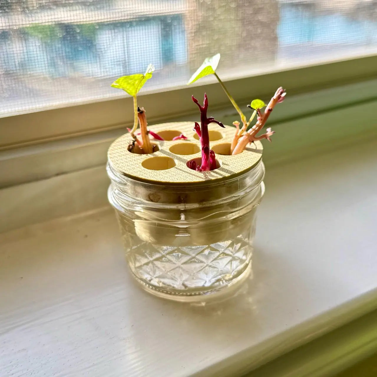 Green Onion Propagation Station • 7-Slot Regrow Stand for Scallions + Cuttings (Sweet Potato Slips, Herbs)