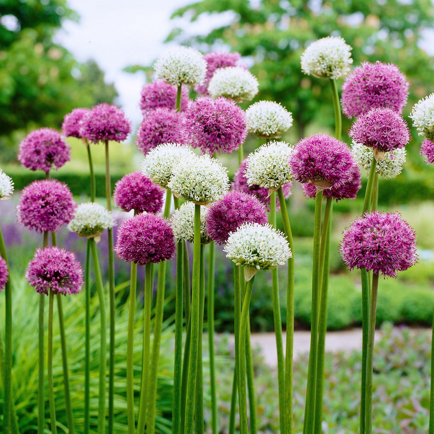 Garden State Bulb Wild About Mix Allium Flower Bulbs, 10/12cm, Fall Planting, Deer Resistant