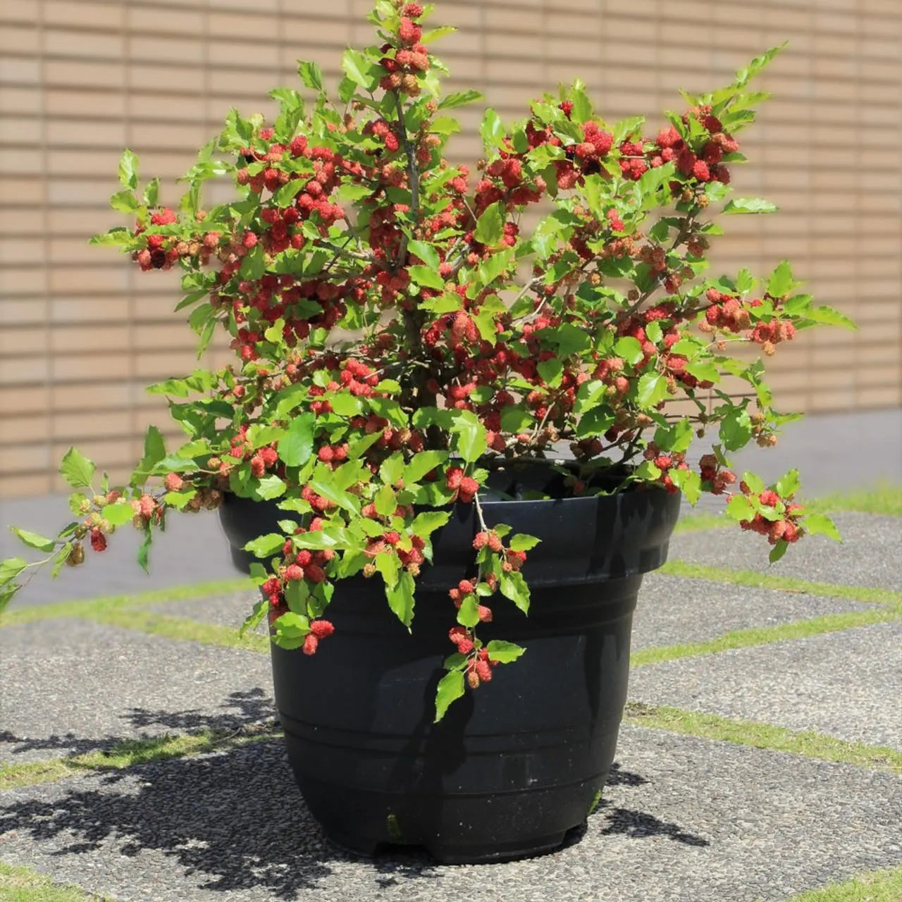 Mojo Dwarf Mulberry Tree: Compact Patio Fruit Tree (4" Pot)