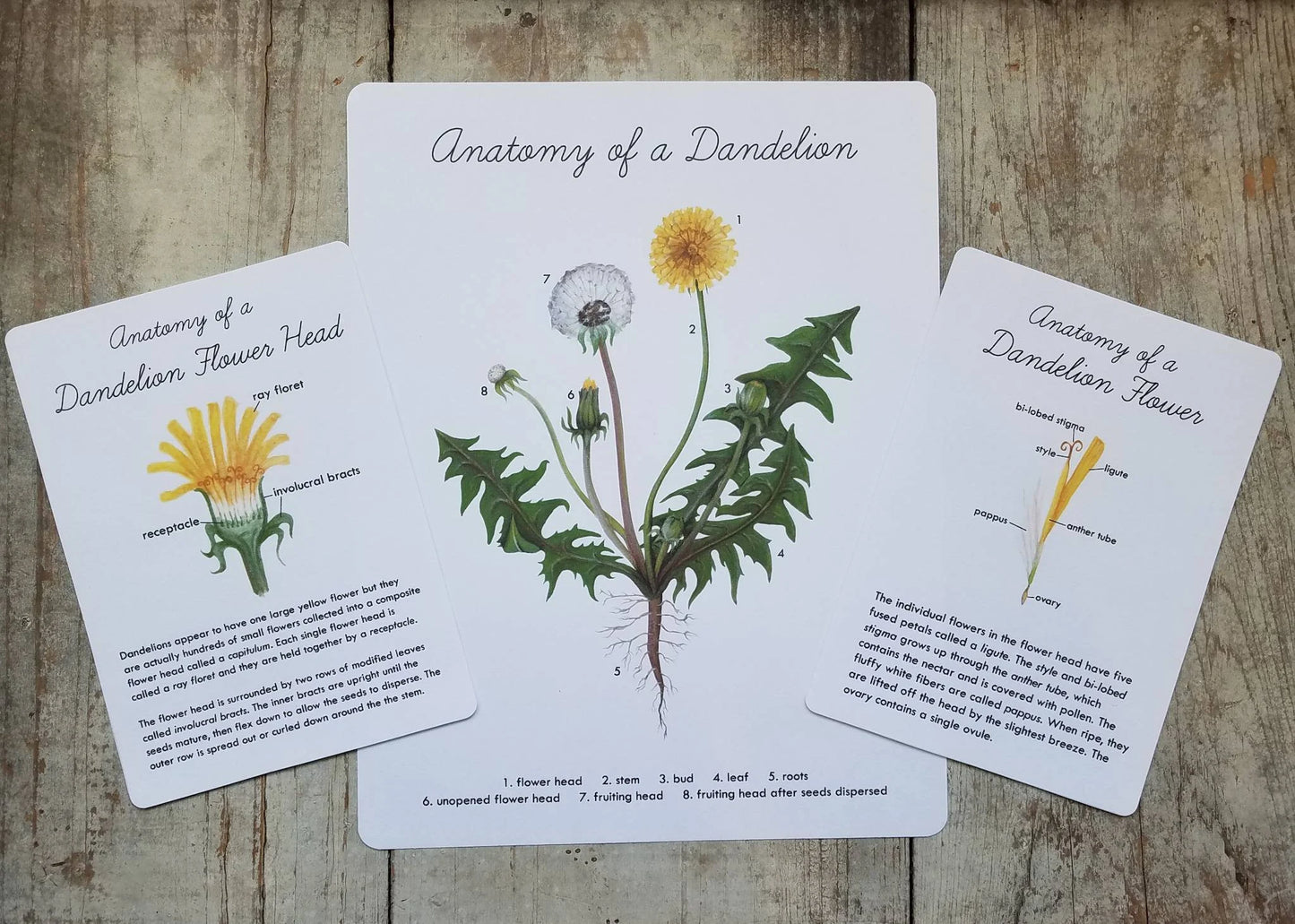 Dandelion Nature Study