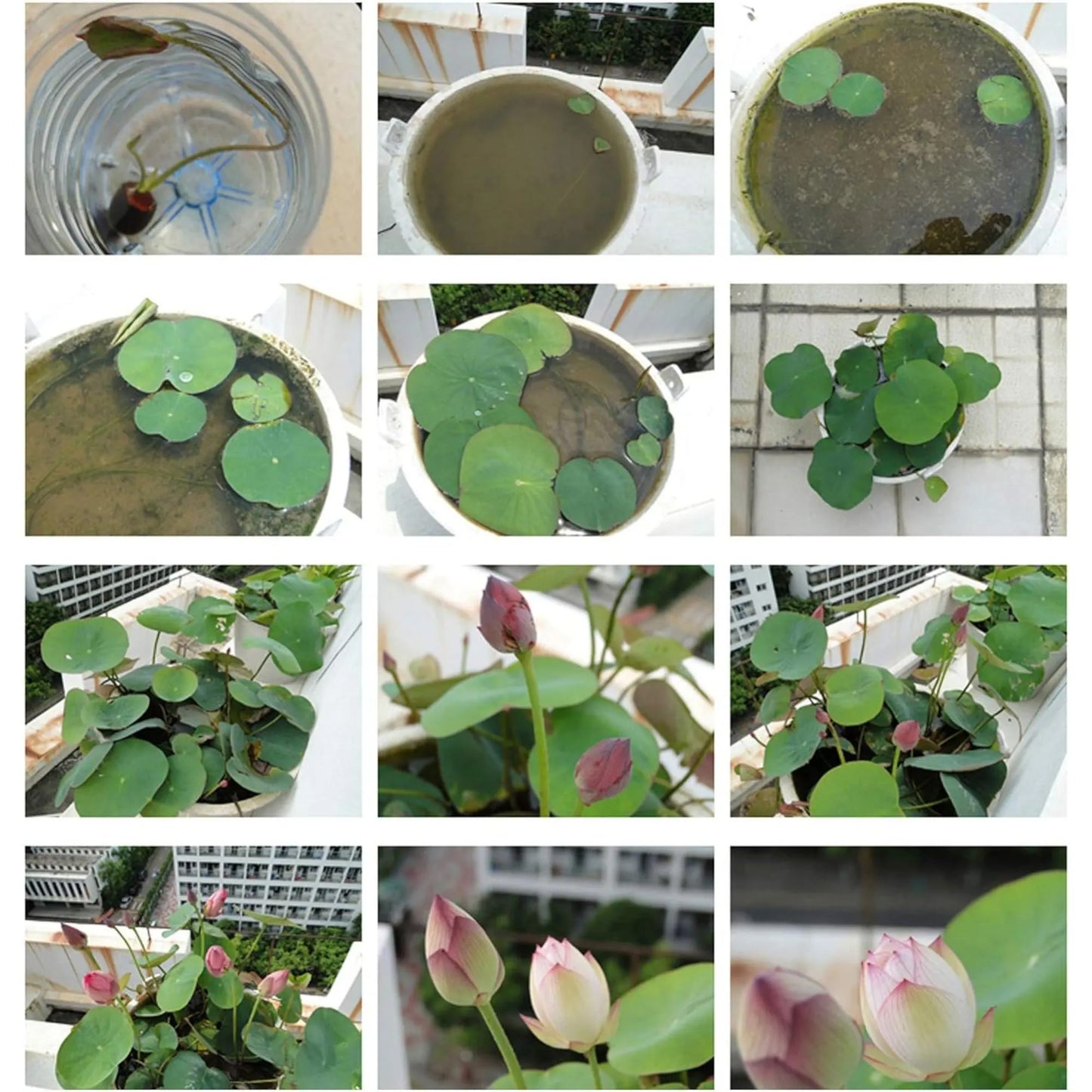 15pcs Germinated Lotus Seeds, Ready to Plant - Mixed Color Bonsai Bowl Lotus for Indoor & Outdoor Aquatic Gardens