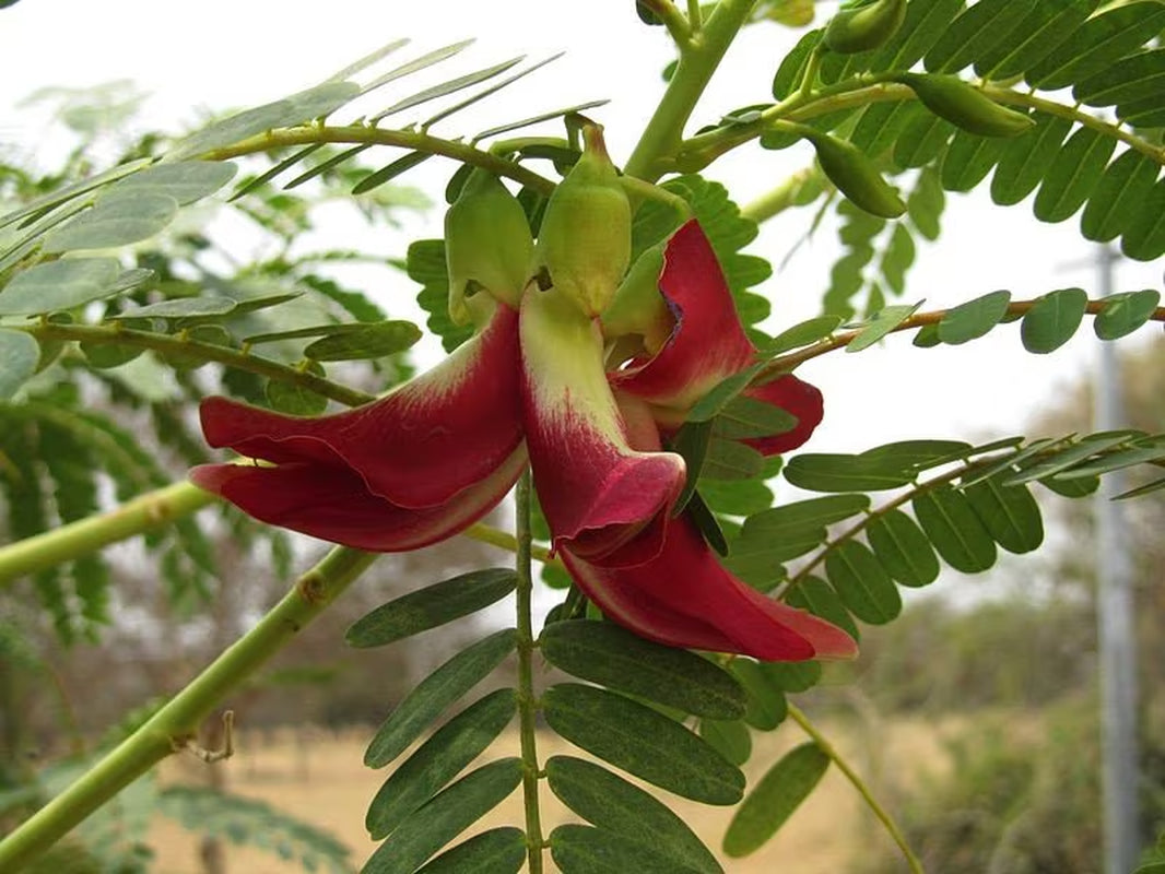 Red Hummingbird Tree Seeds, Edible Flowers, Pods and Leaves, Sesbania Grandiflora SB0110
