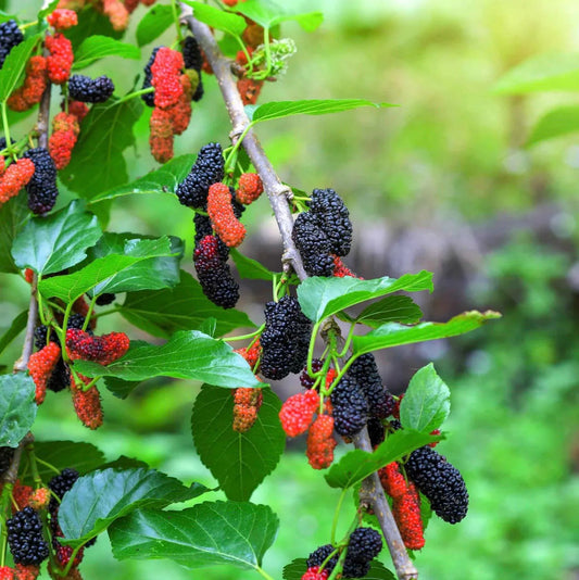 Everbearing Mulberry Cuttings with Growing Guide | Unrooted Starts for Fruit, Fast-Growing Shade Tree, Permaculture & Livestock Forage