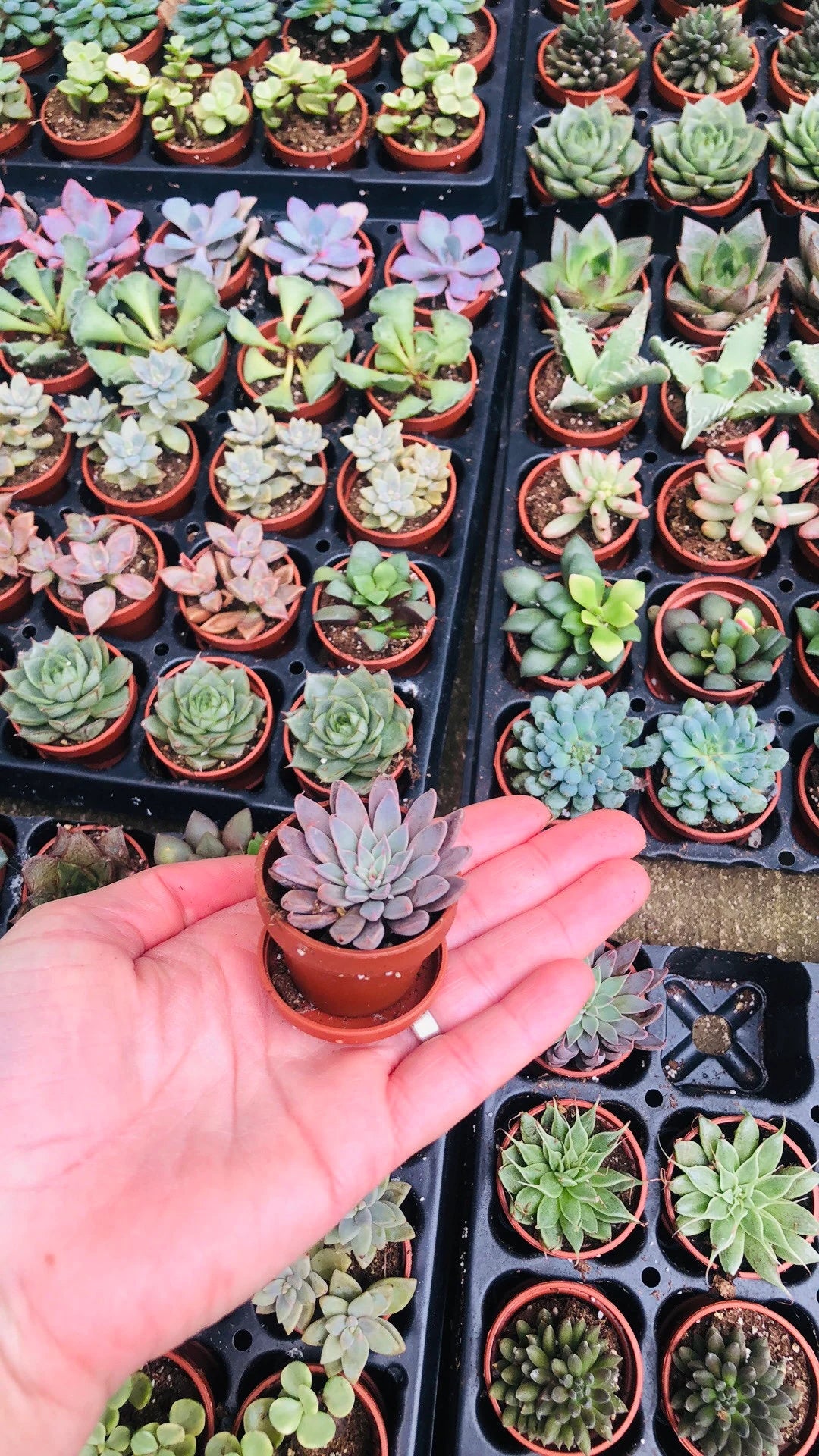 Mini Succulent Collection, 4 Mini Fairy Garden/Terrarium Plants, 1" Plants in pots + Saucers, Succulent Favors, Live Mini Succulents