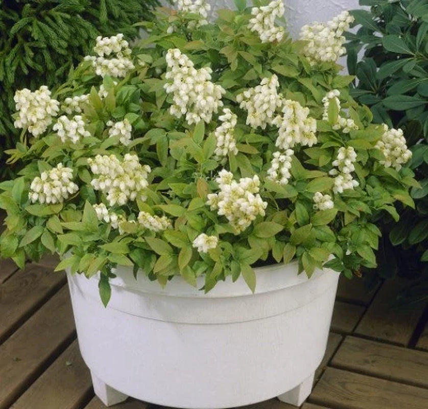 Pink Lemonade Blueberry Bush - Dwarf Blueberry Plant - Dwarf Fruit Tree - Live Starter Blue Berry Plant - Fruit Tree Live Plant