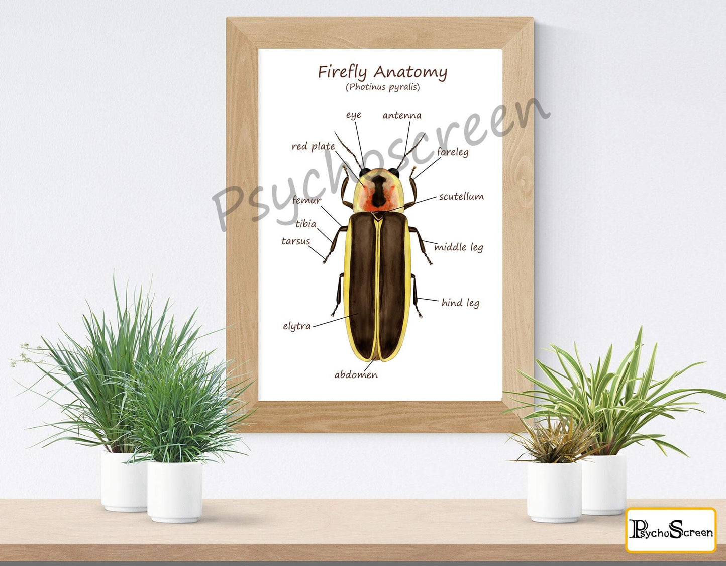 FIREFLY Anatomy Poster - Printable Vintage & White, Montessori materials for insects