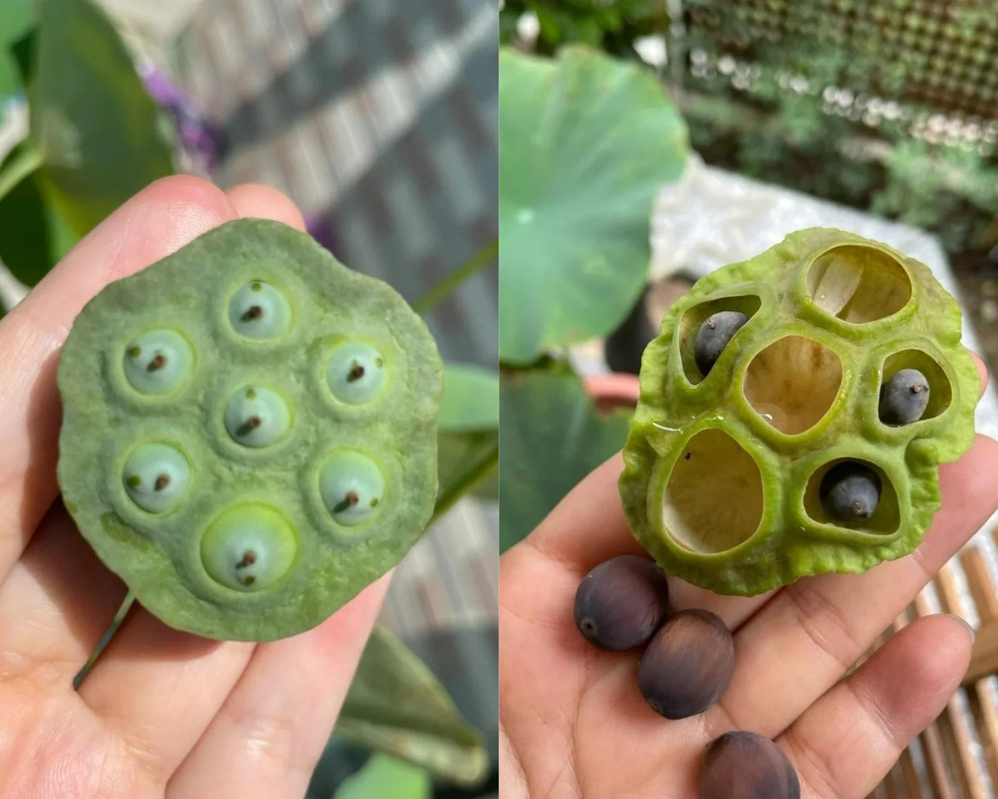 Mixed Mini Bonsai Lotus Seeds, Lotus Lily, Nelumbo Nucifera, Pond Lotus, Zen Gardens and Home Decor