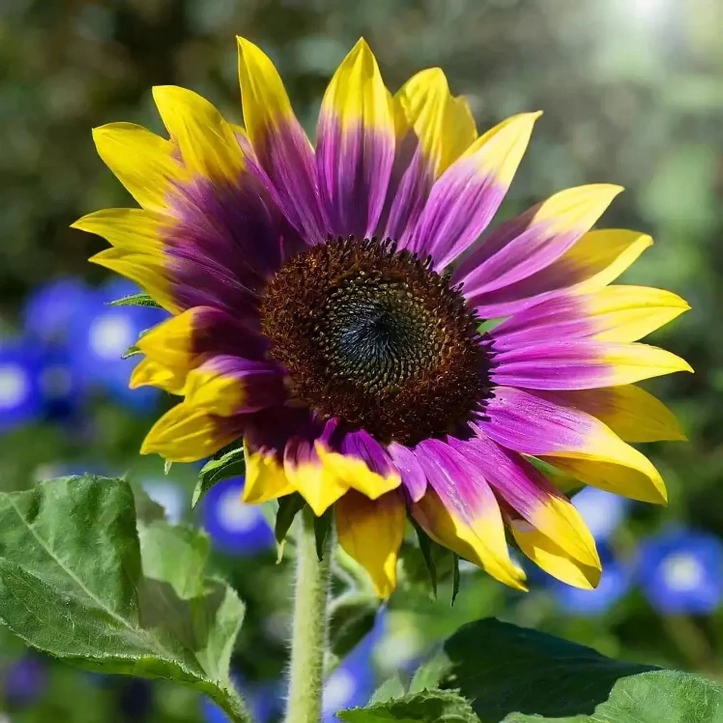 50pcs Rare Purple Heart Sunflower Seeds - Unique Violet Blooms - Heirloom Natural Seeds - Eye-Catching Garden Accent - Easy to Grow Annual
