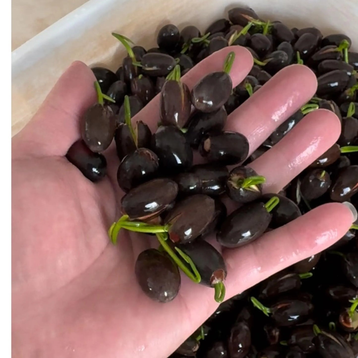 15pcs Germinated Lotus Seeds, Ready to Plant - Mixed Color Bonsai Bowl Lotus for Indoor & Outdoor Aquatic Gardens