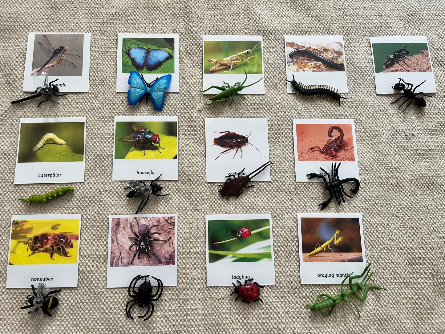 Montessori Common Insects Bugs 3 Parts Nomenclature Flash Cards with Miniatures Figurines Educational Learning Cards Toys for Kids