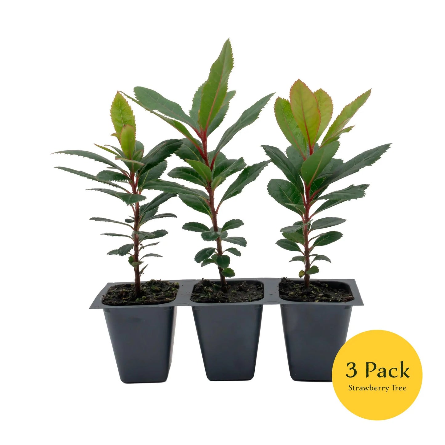 Live Strawberry Tree Plants (Arbutus Unedo) – Sweet Resilient Beauty, Thriving in 2.5" Nursery Cubes
