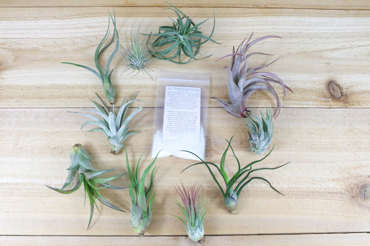 10 Pack Premium Grab Bag of Medium + Large Air Plants + Fertilizer Packet - 30 Day Guarantee - Beautiful When They Bloom - FAST SHIPPING