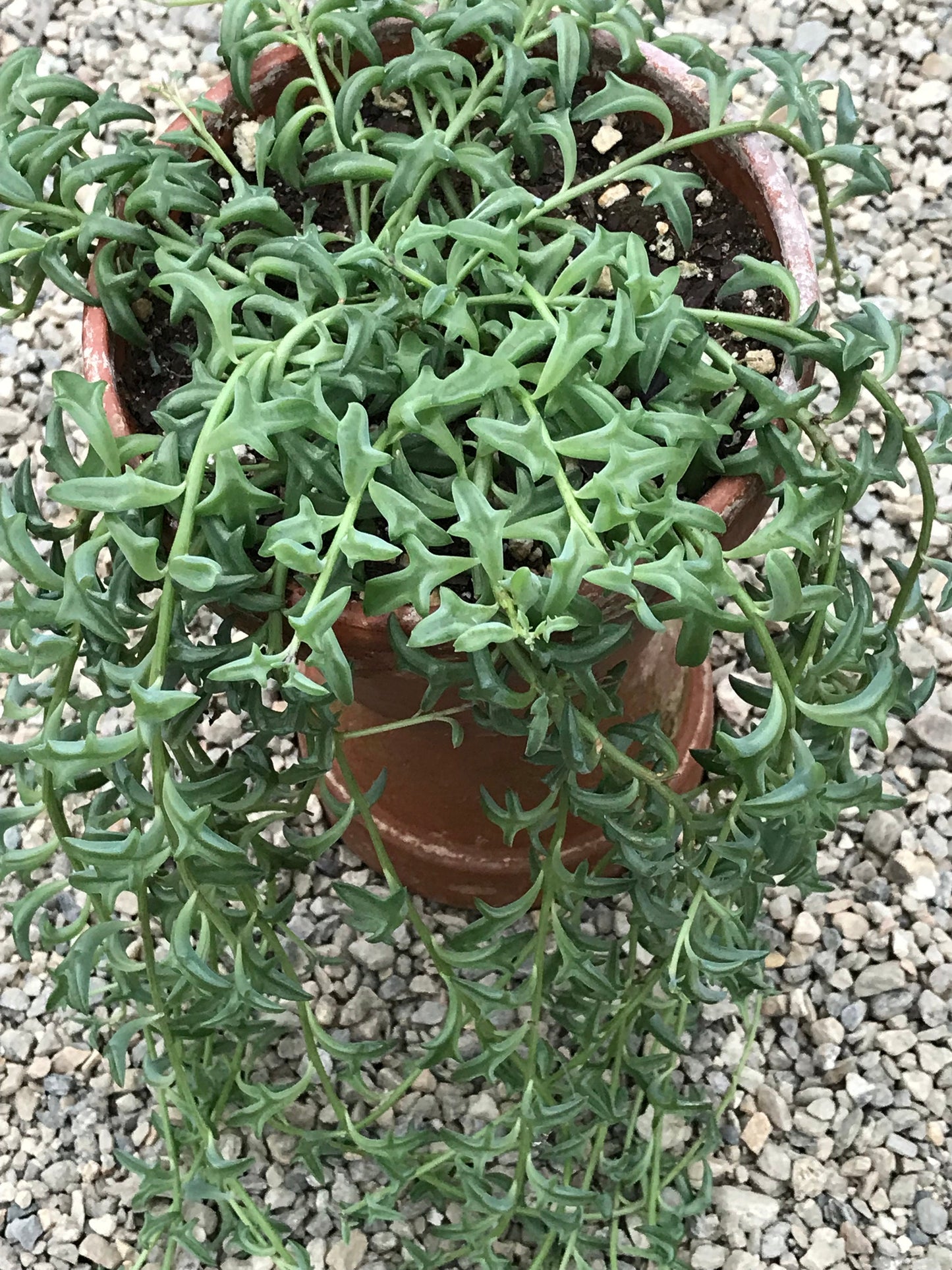 Live Potted String of Dolphins Plant - 2 inch pot - (Senecio Peregrinus) ***Rare***