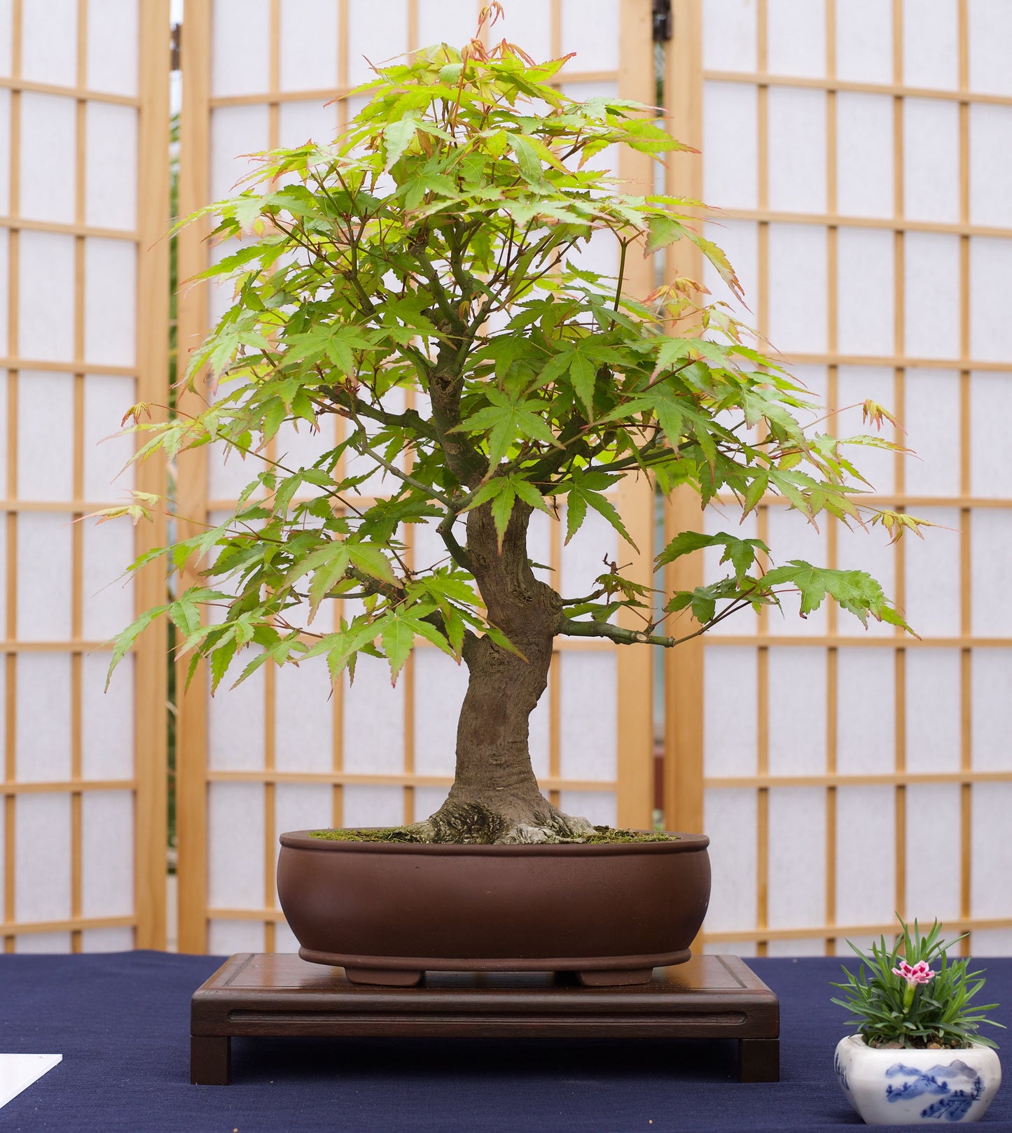 Bonsai Tree | Seed Grow Kit | The Jonsteen Company
