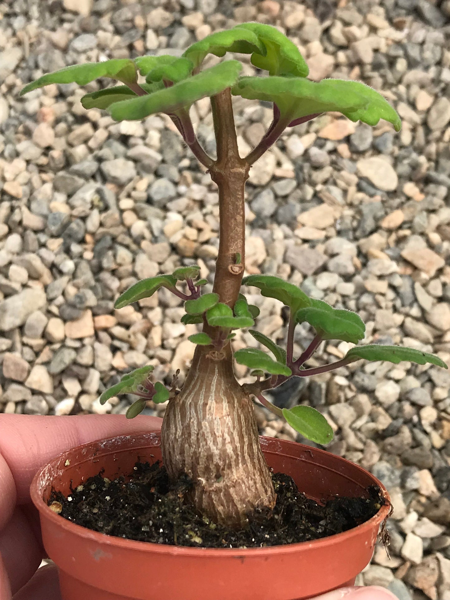 Bonsai Mint (Plectranthus Ernstii Caudex)