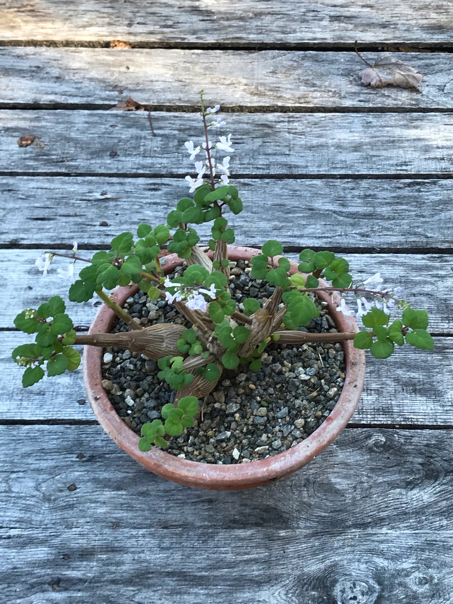 Bonsai Mint (Plectranthus Ernstii Caudex)