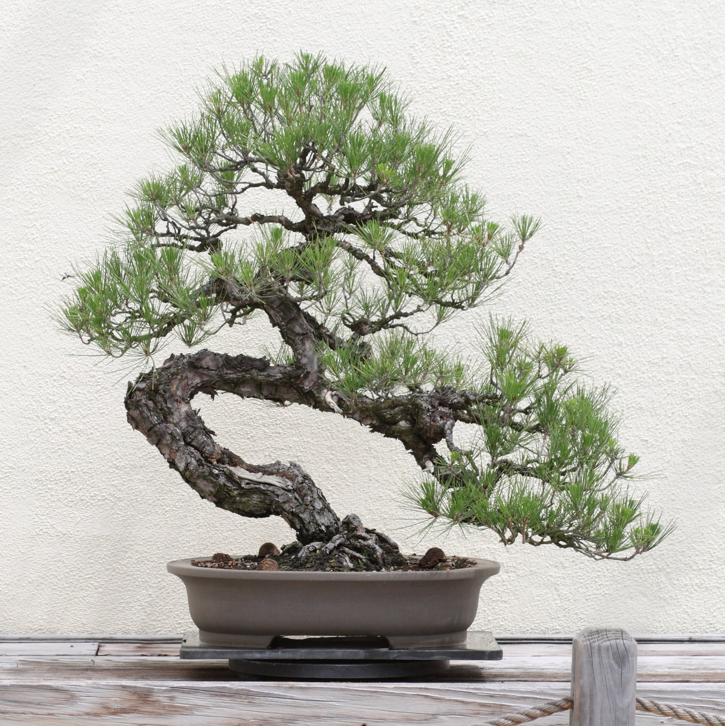 Bonsai Tree | Seed Grow Kit | The Jonsteen Company