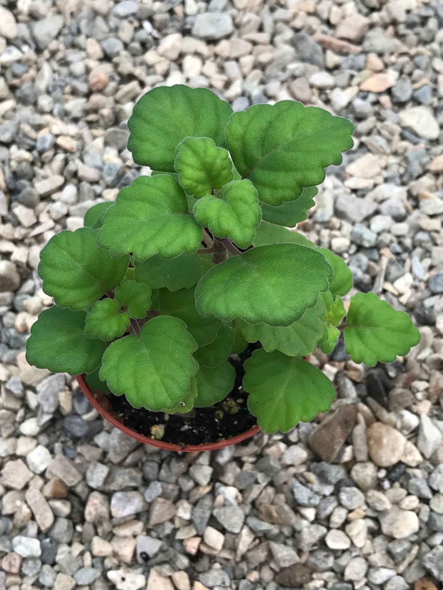 Bonsai Mint (Plectranthus Ernstii Caudex)