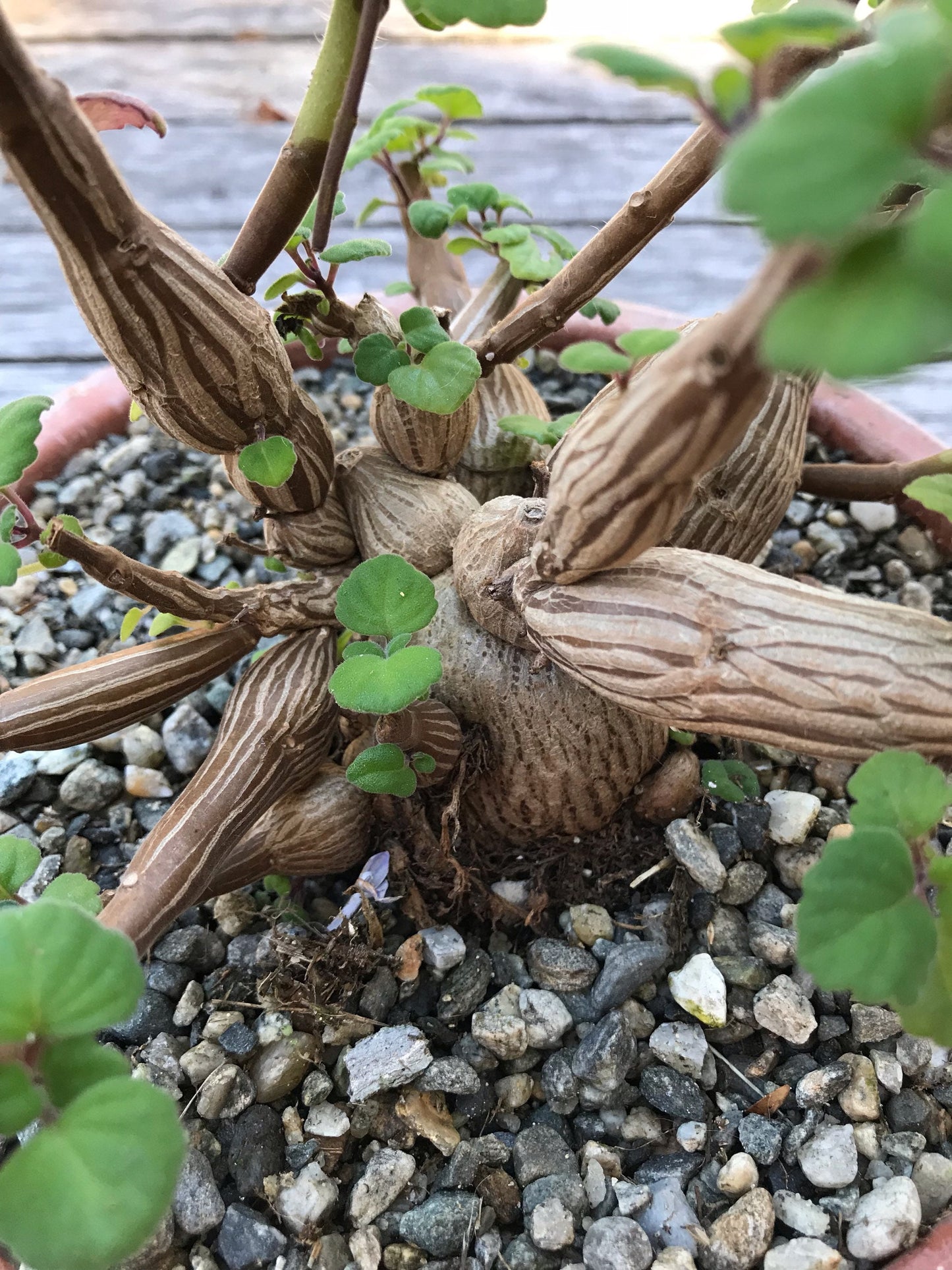 Bonsai Mint (Plectranthus Ernstii Caudex)