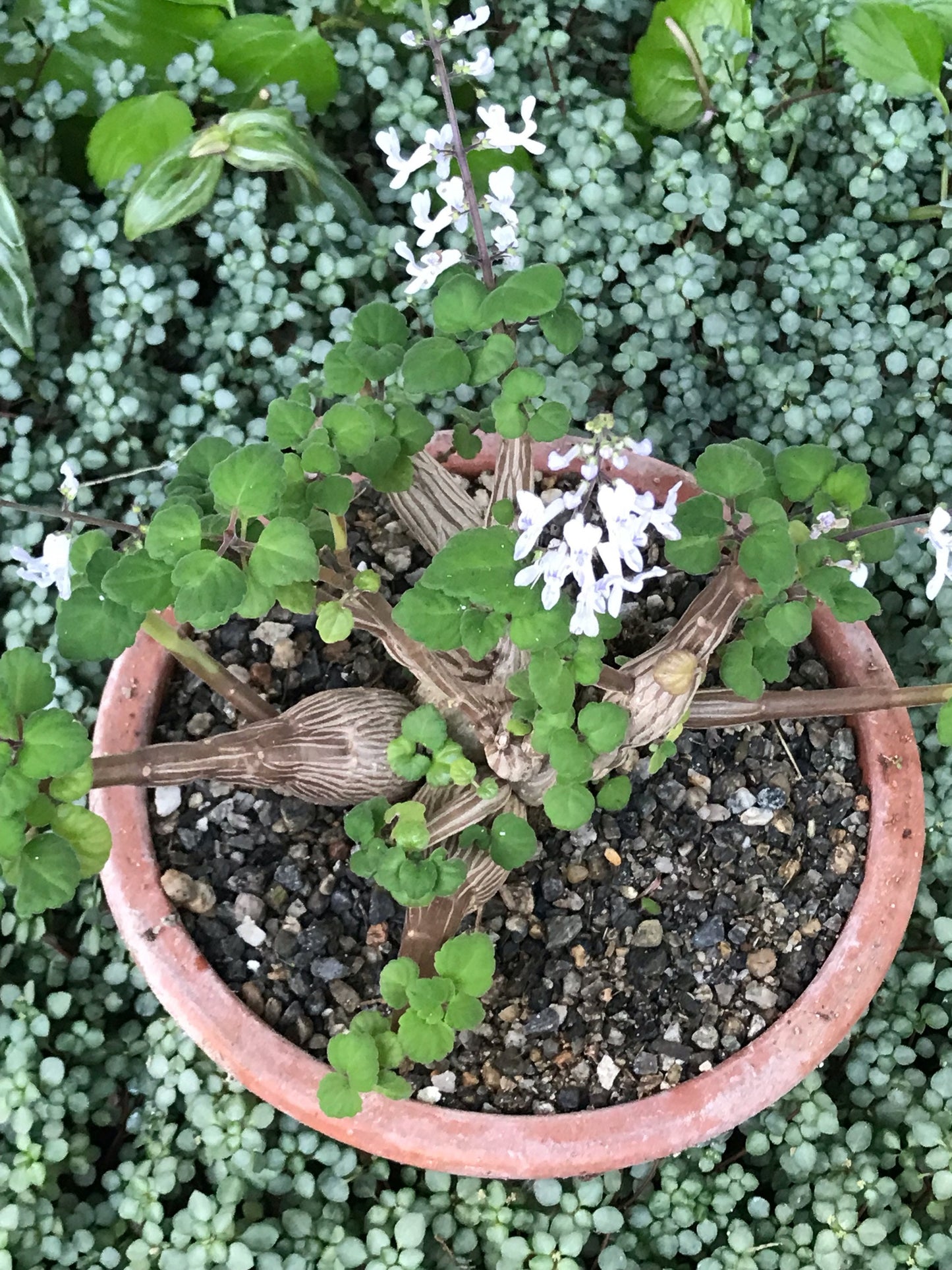 Bonsai Mint (Plectranthus Ernstii Caudex)