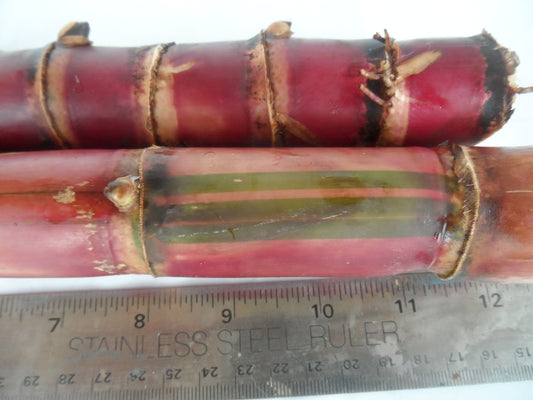 2x Red Stripe Sugar Cane Cuttings, Live 10 inch pieces,  Cana Dulce,  Edible and easy to grow. Free 3 day priority shipping included.