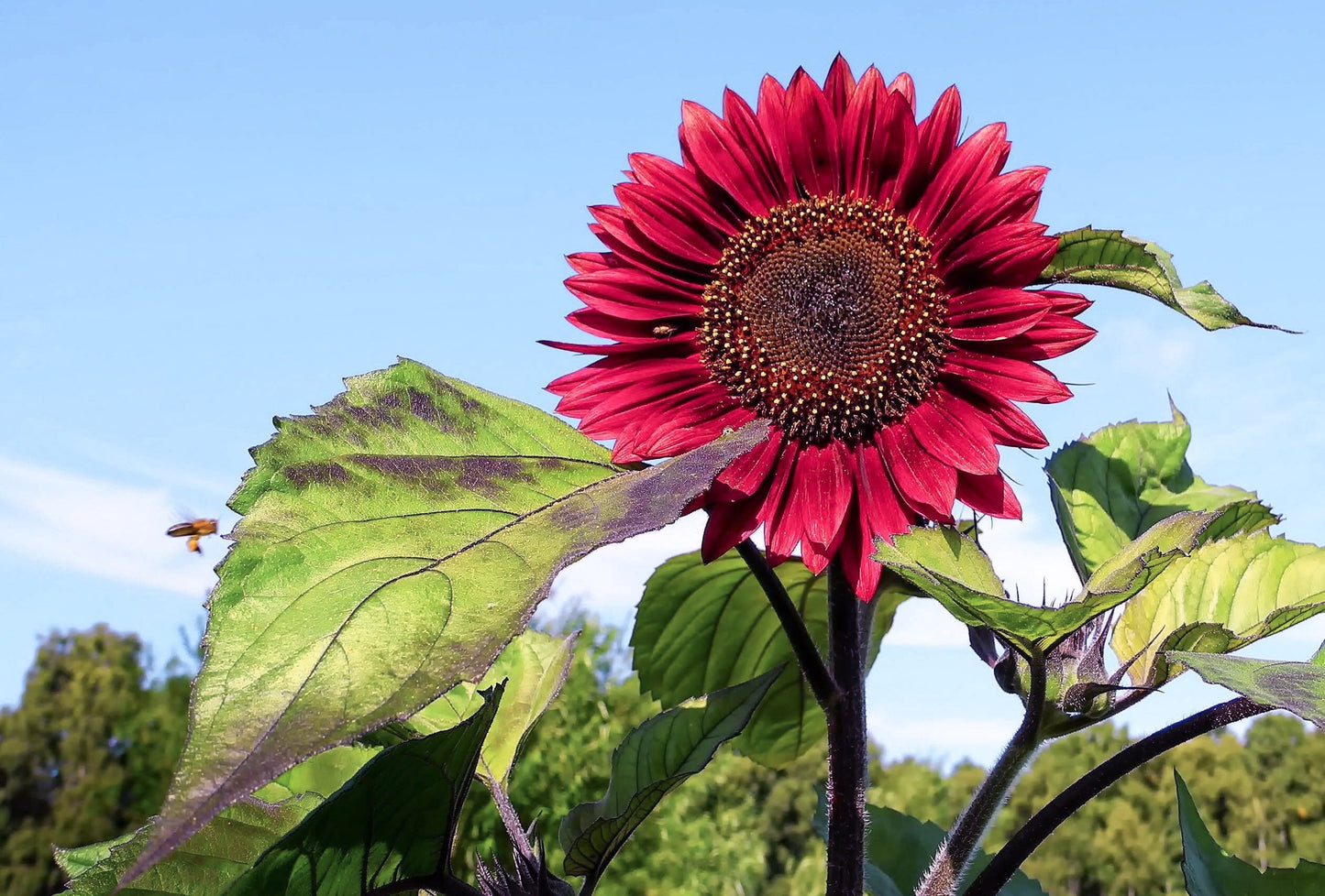 Chocolate Cherry Sunflower, Helianthus Annuum HA0425