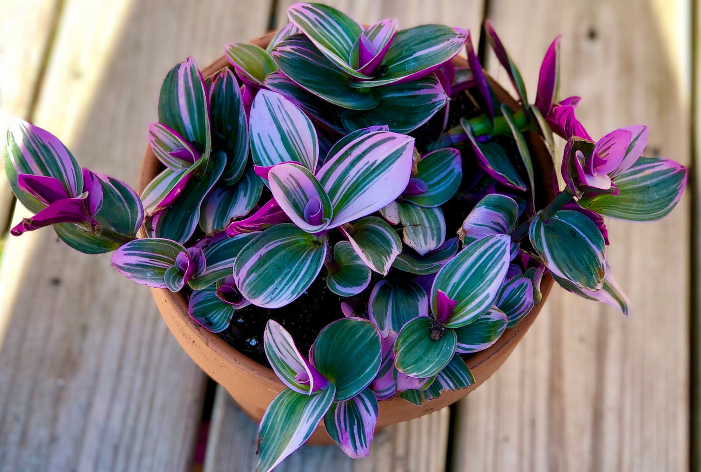 Rare Tradescantia Nanouk Lilac Plant | Rare Tradescantia Pot | Rare Pink Wandering Jew | Easy care hardy indoor houseplant in a nursery pot
