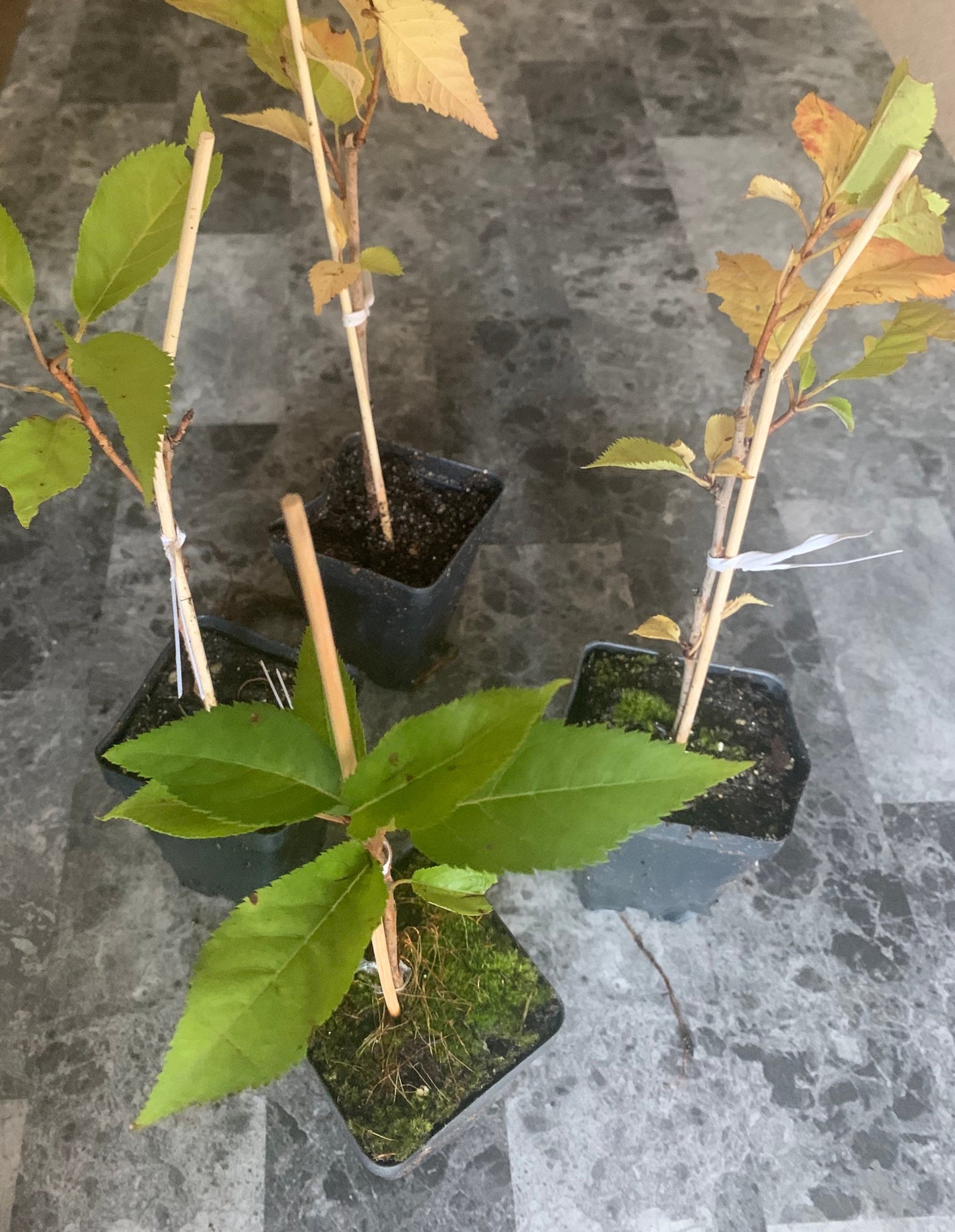 Okame cherry live tree seedling 7 to 13 inches