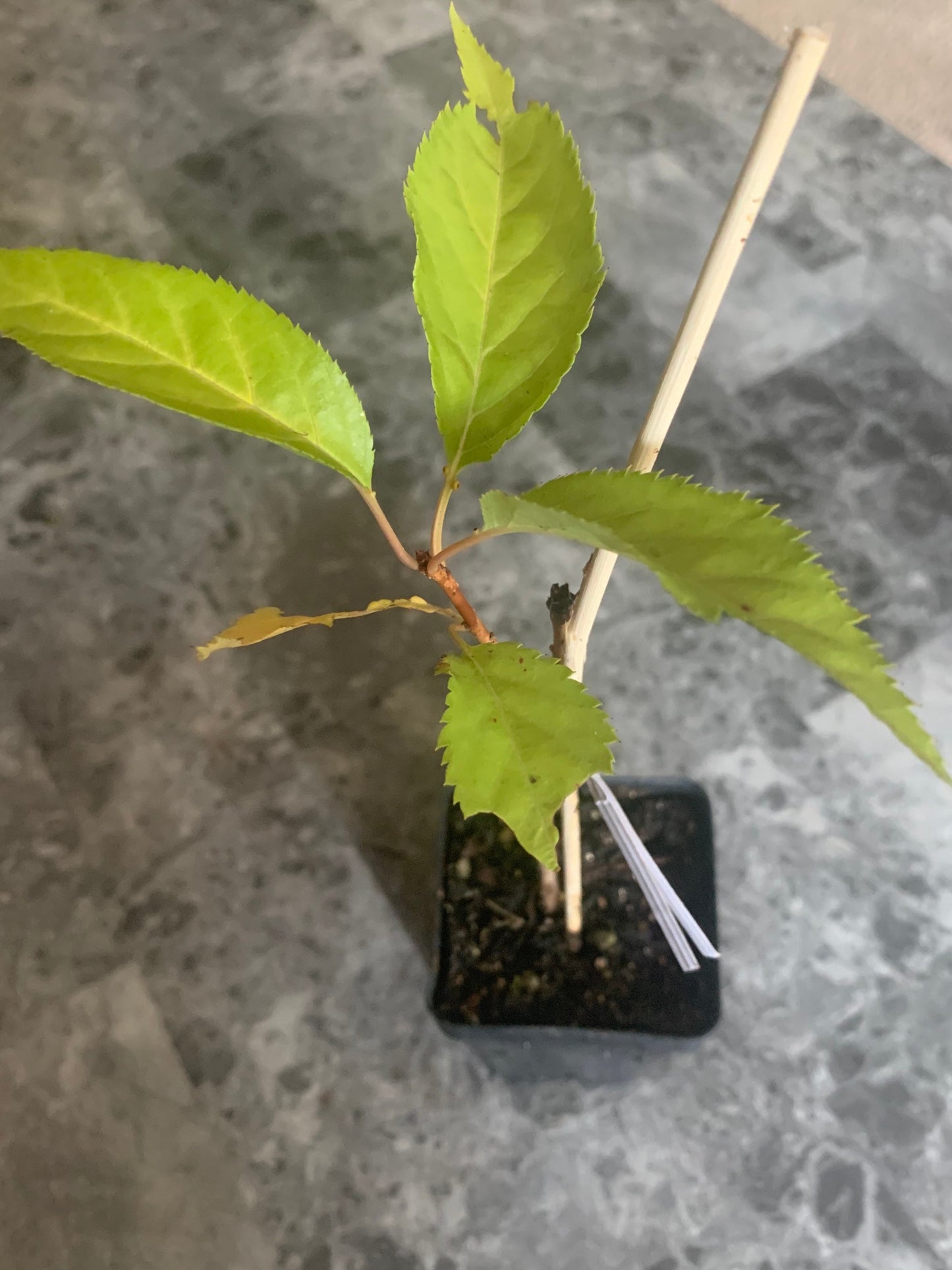 Okame cherry live tree seedling 7 to 13 inches