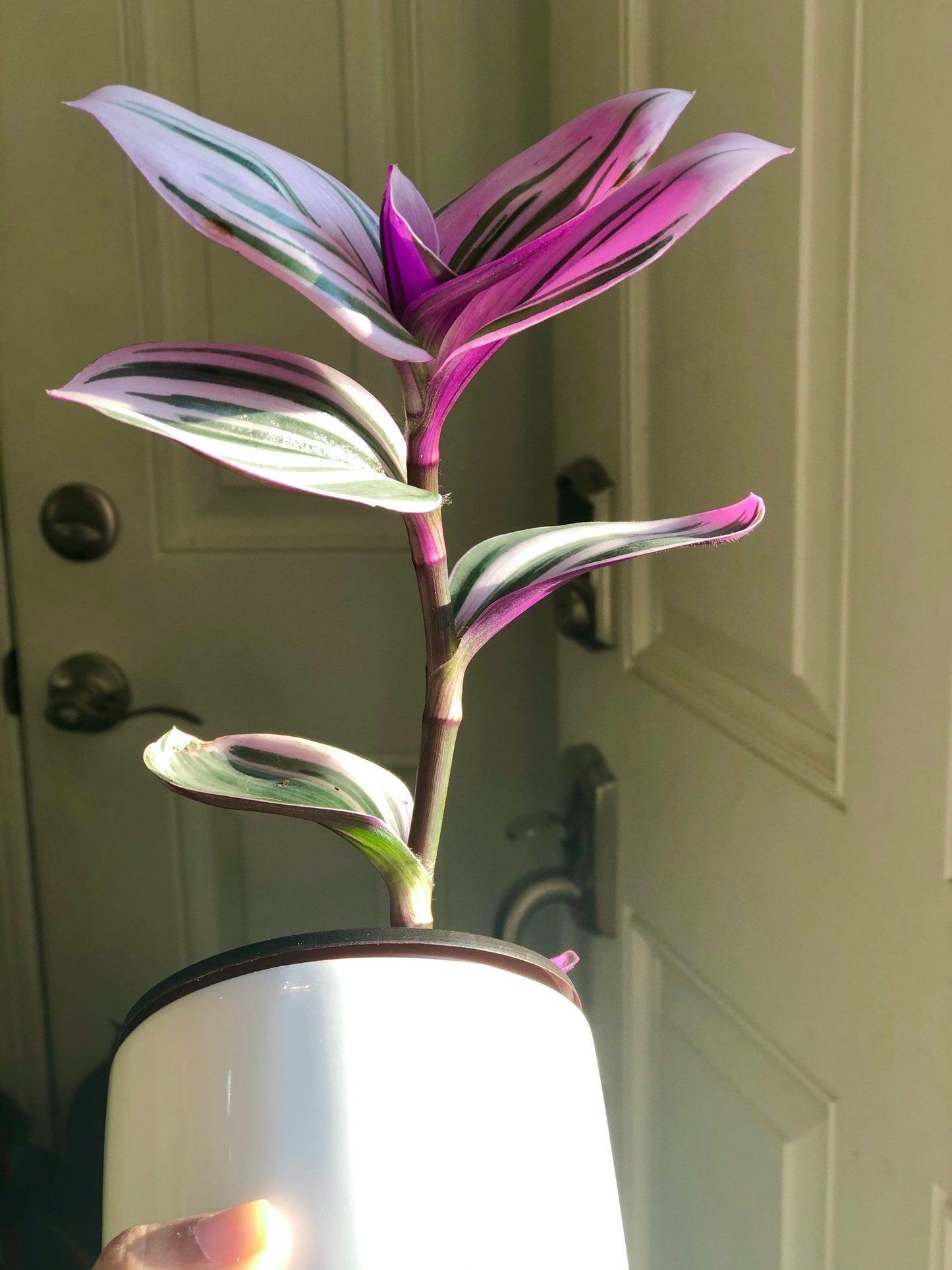 Rare Tradescantia Nanouk Lilac Plant | Rare Tradescantia Pot | Rare Pink Wandering Jew | Easy care hardy indoor houseplant in a nursery pot