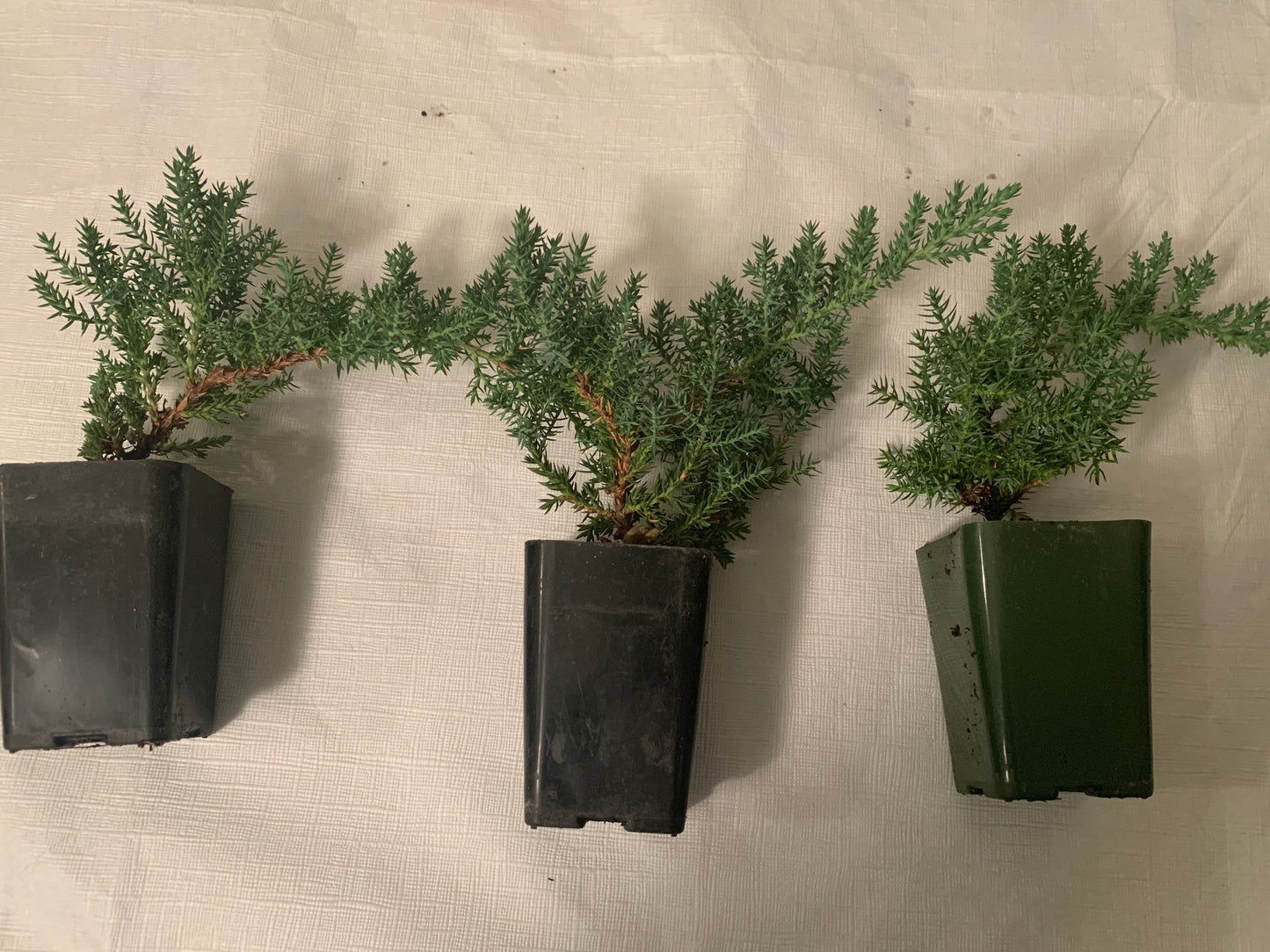 Mini-Juniper Bonsai Trio (without ceramic pots)