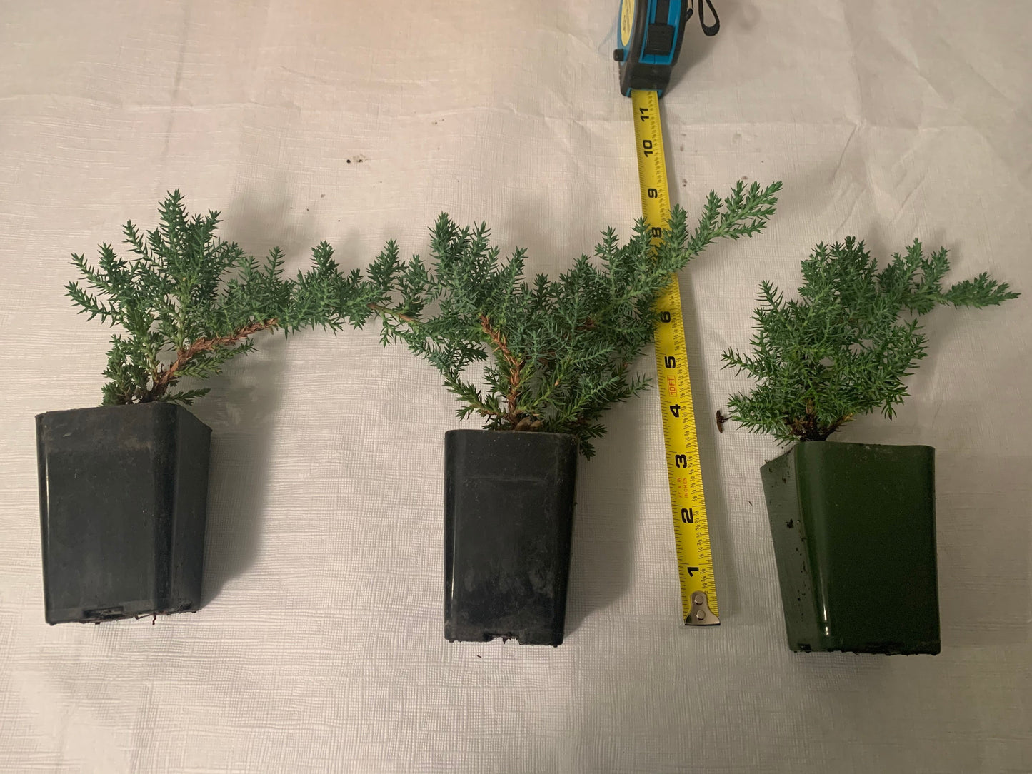 Mini-Juniper Bonsai Trio (without ceramic pots)