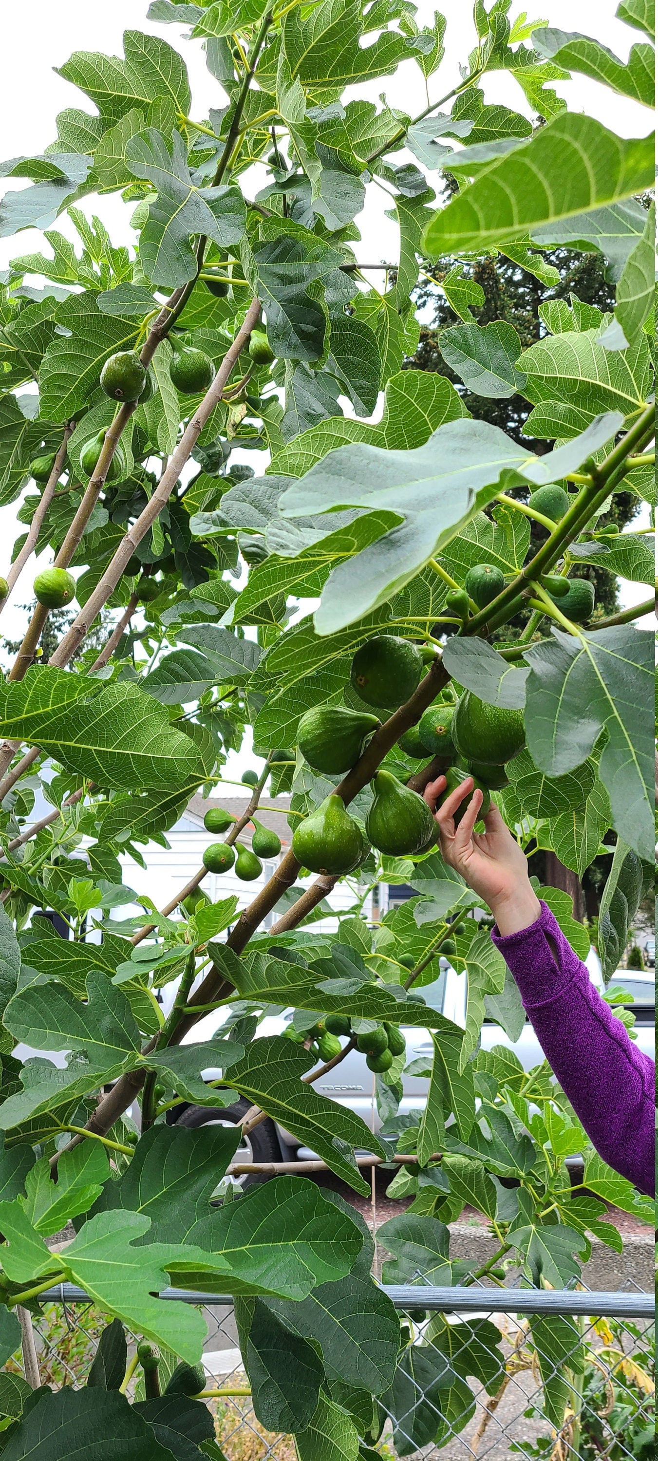 Desert King Fig Cuttings- FREE SHIPPING