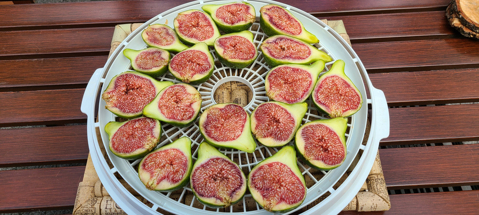 Desert King Fig Cuttings- FREE SHIPPING