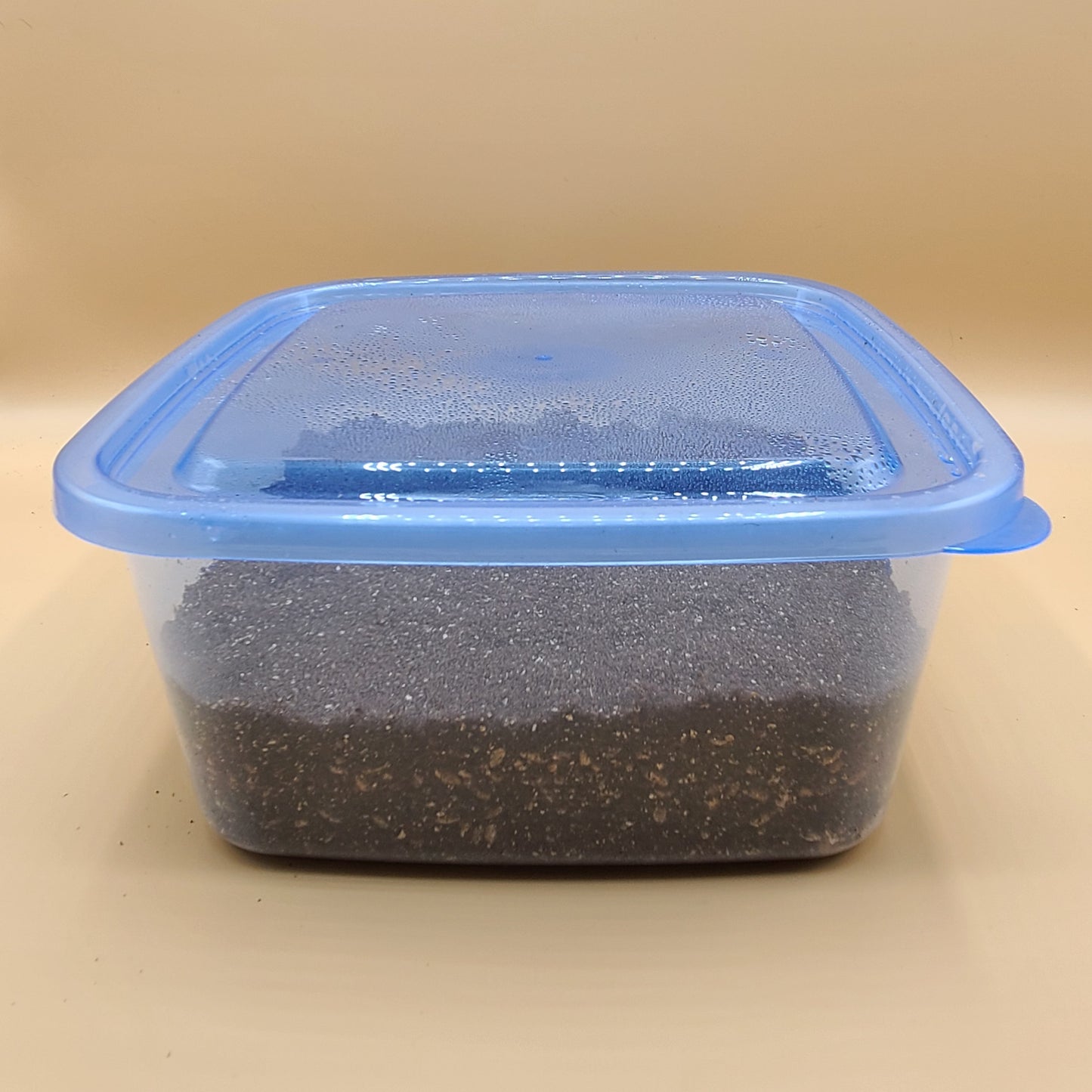 Mushroom Monotub Shoebox Grow Kit: All-In-One Rye Grain, CVG, Agar Kit for Mushroom Cultivation with Accessories and Complete Guide