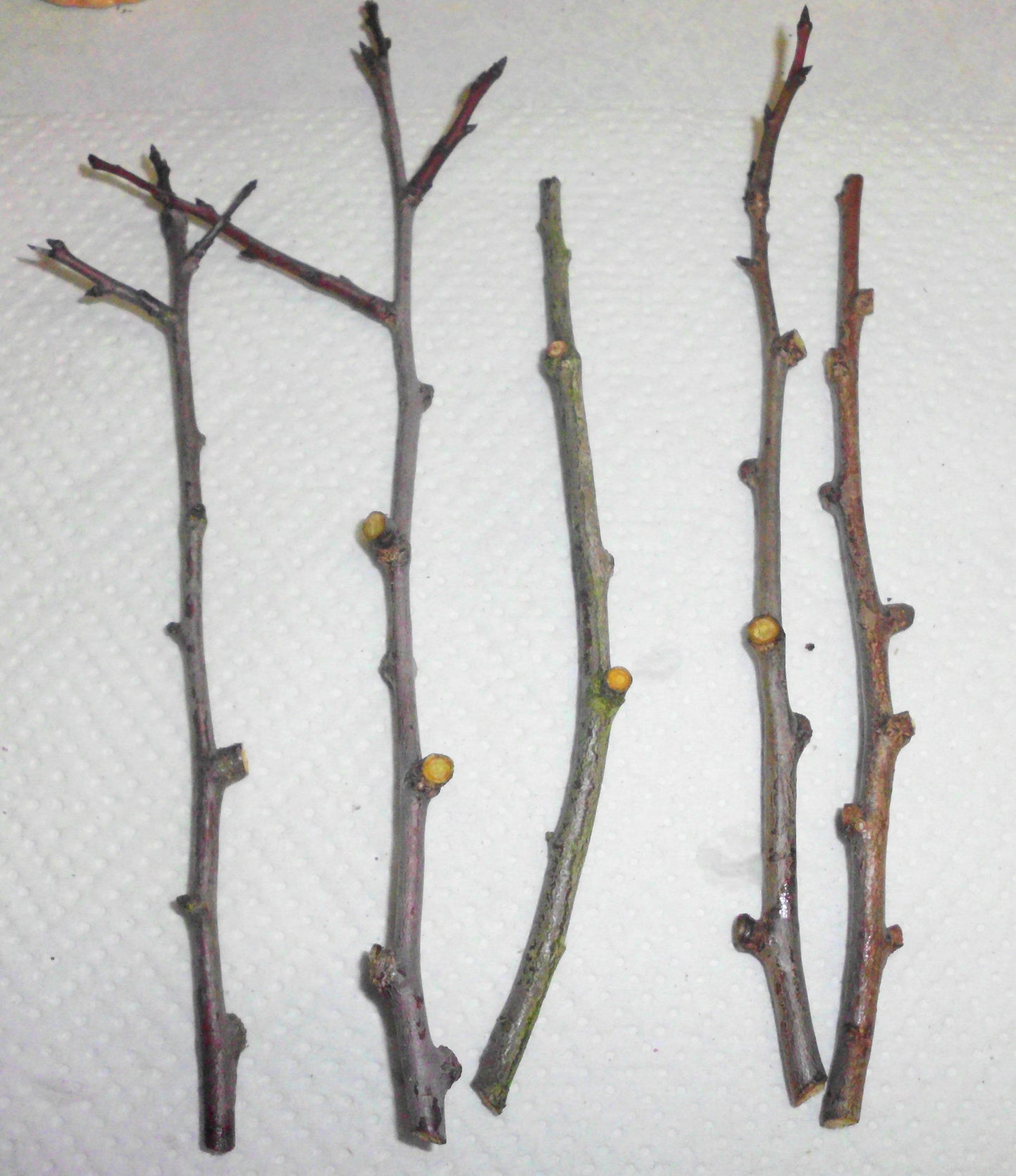 5pc DAMSON BLUE PLUM Tree Unrooted Organic Cuttings for Rooting Grafting Fruit