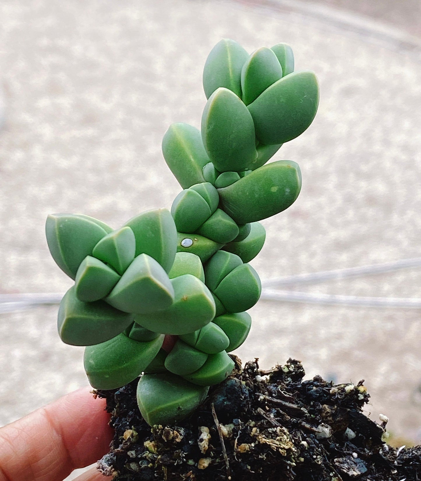 Rare Succulent: Cool beautiful succulent Astridia velutina string live plant houseplant bonsai favorite NO POT