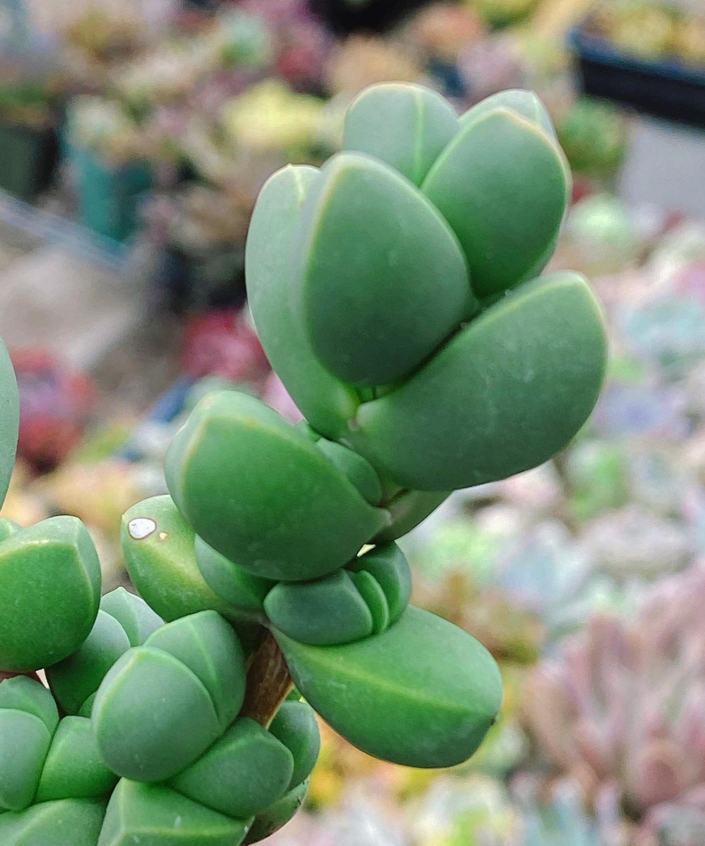 Rare Succulent: Cool beautiful succulent Astridia velutina string live plant houseplant bonsai favorite NO POT