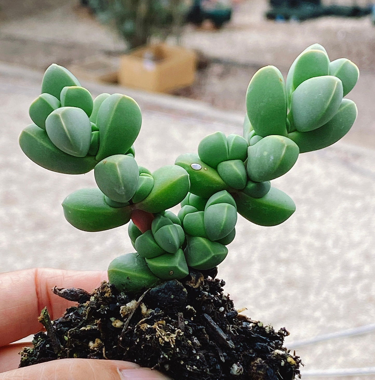 Rare Succulent: Cool beautiful succulent Astridia velutina string live plant houseplant bonsai favorite NO POT