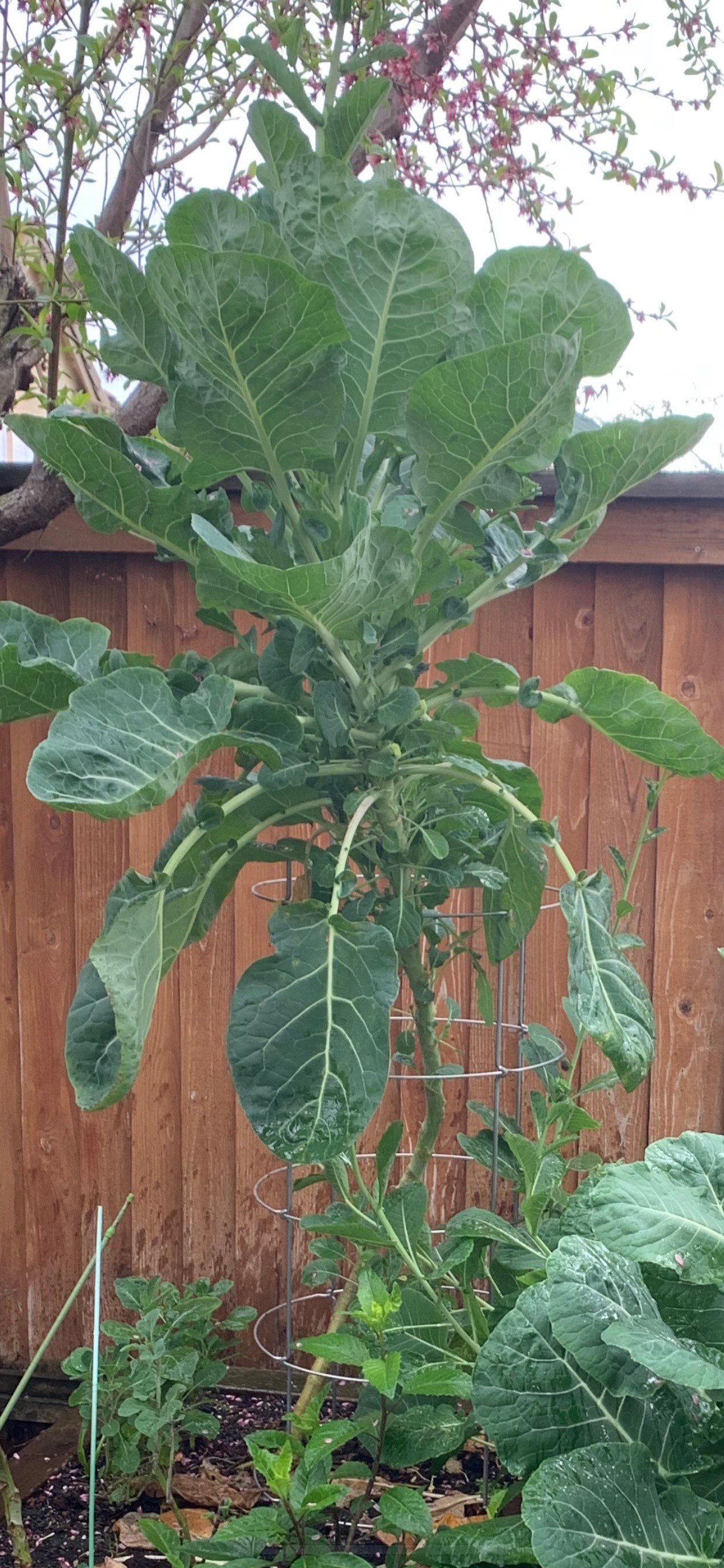 Green Tree Collard (aka Tree Kale) Perennial Green *30 Seeds*