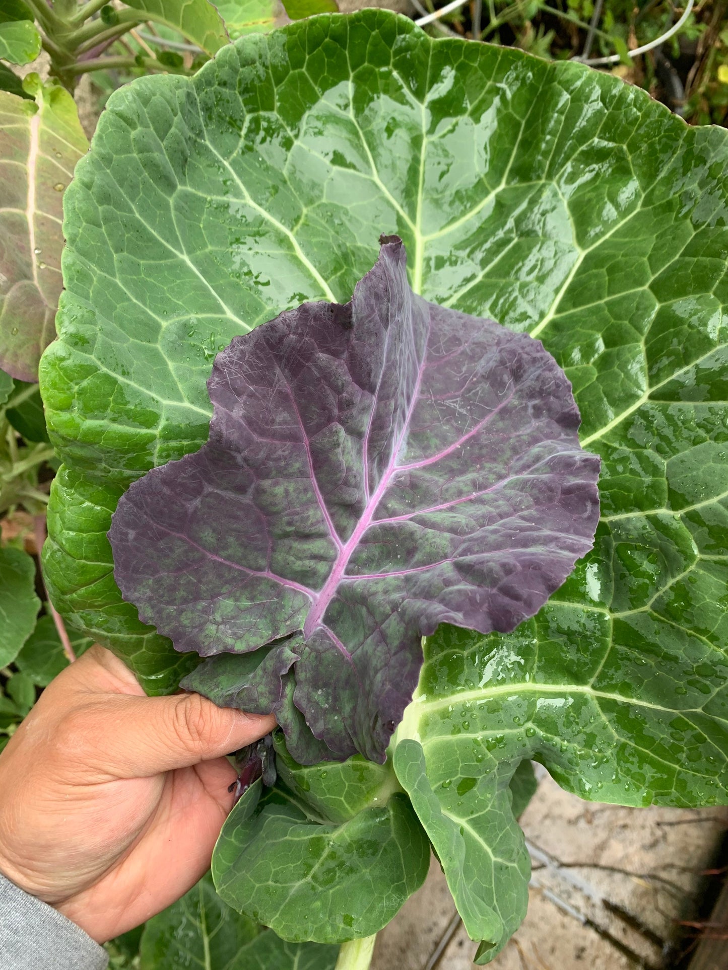 Green Tree Collard (aka Tree Kale) Perennial Green *30 Seeds*