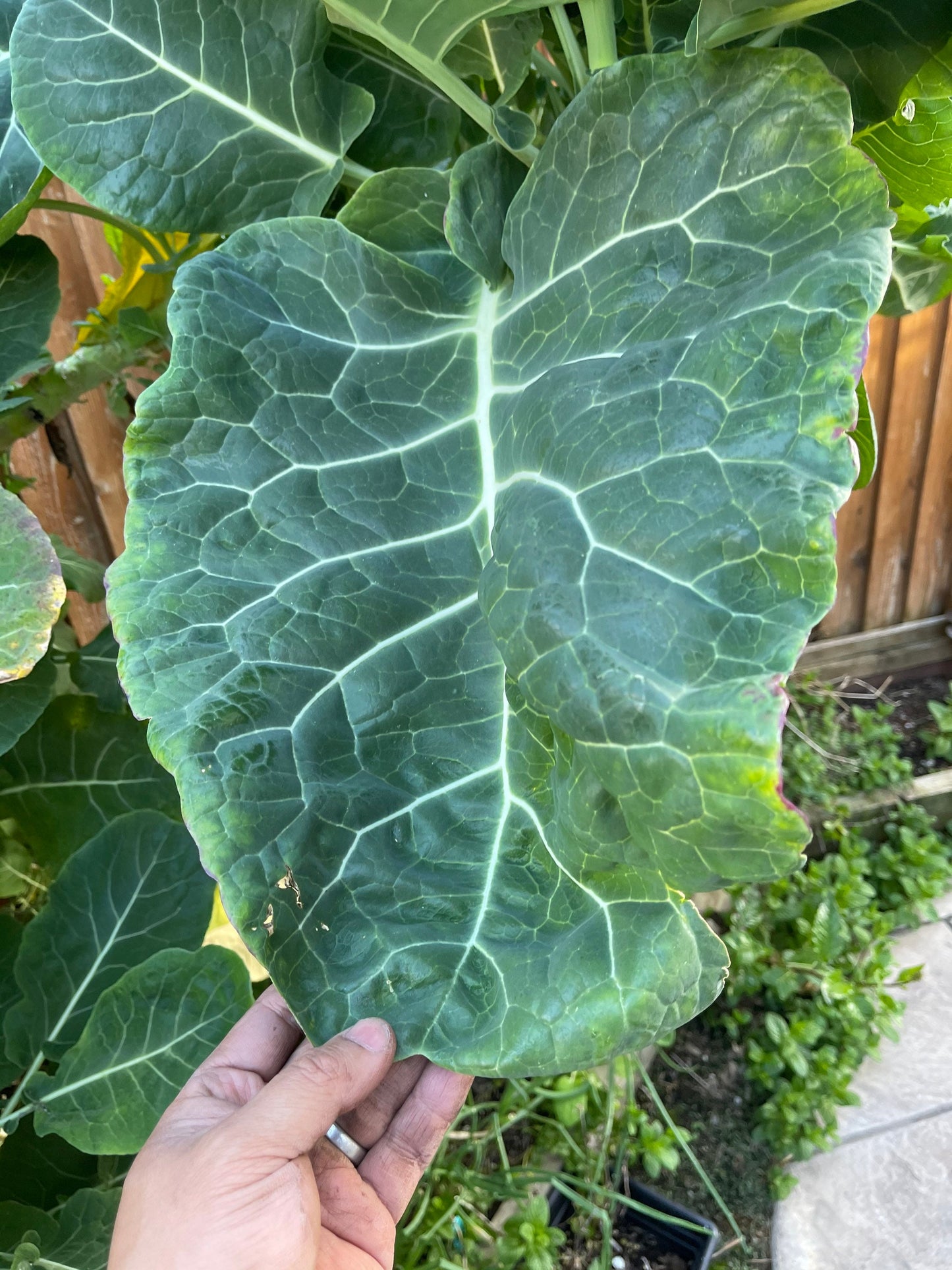 Green Tree Collard (aka Tree Kale) Perennial Green *30 Seeds*