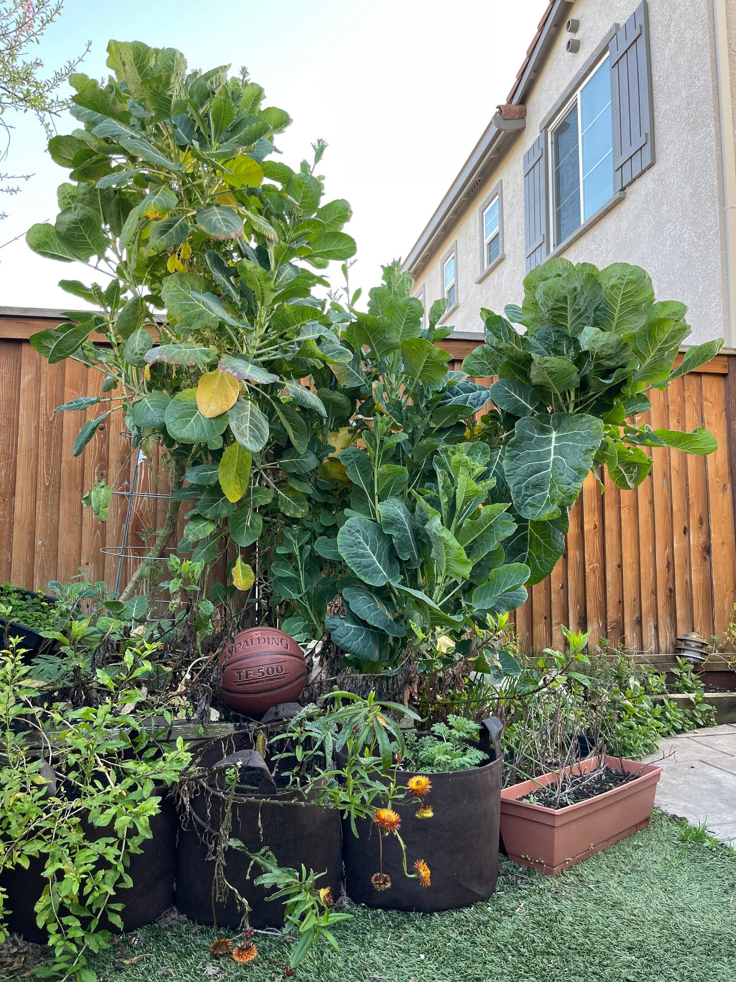 Green Tree Collard (aka Tree Kale) Perennial Green *30 Seeds*
