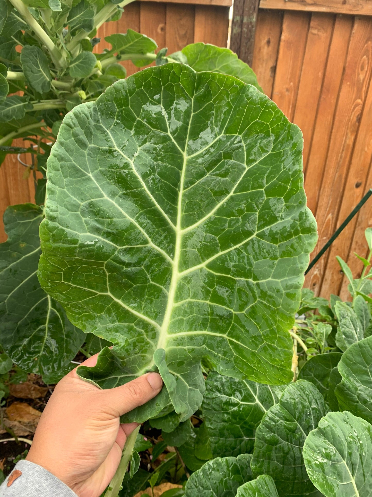 Green Tree Collard (aka Tree Kale) Perennial Green *30 Seeds*