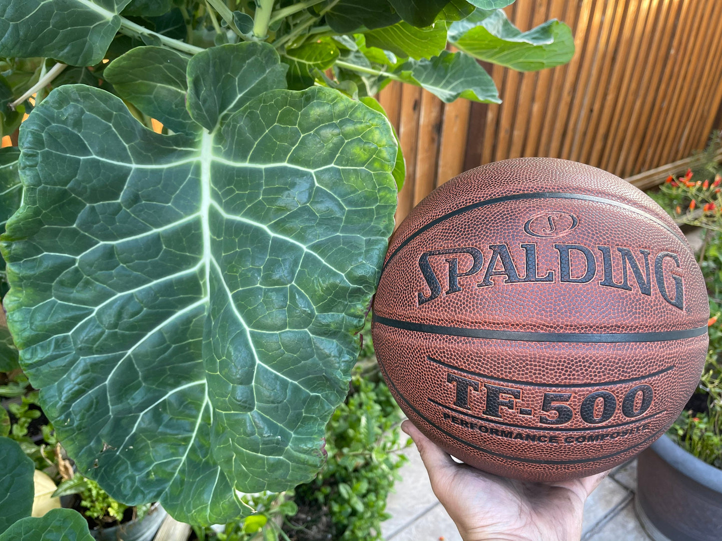 Green Tree Collard (aka Tree Kale) Perennial Green *30 Seeds*