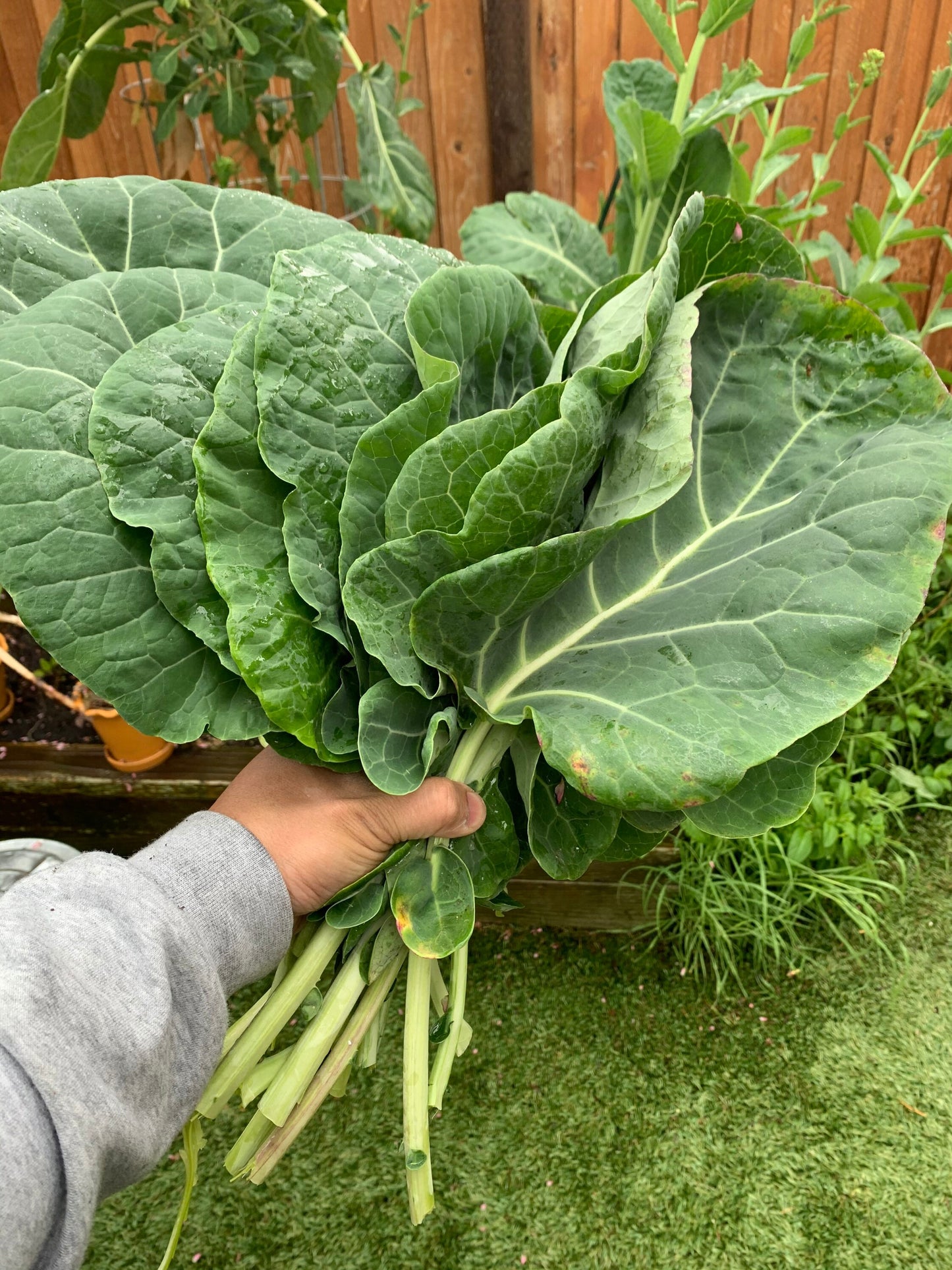 Green Tree Collard (aka Tree Kale) Perennial Green *30 Seeds*
