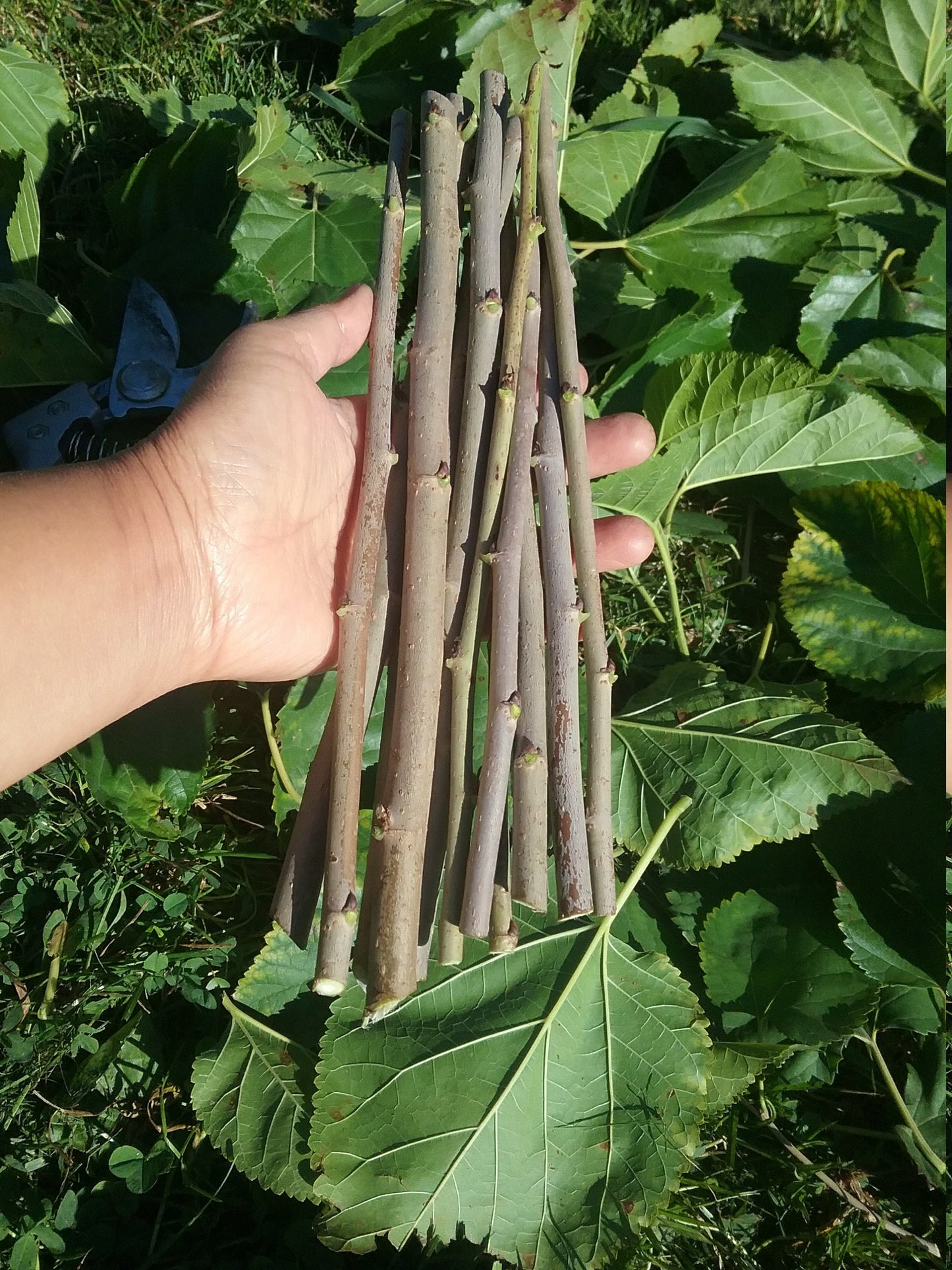 Perennial 15 Mulberry Cuttings Unrooted 5-8 inches