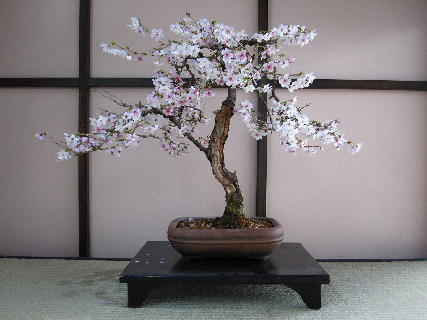 Bonsai Tree | Seed Grow Kit | The Jonsteen Company